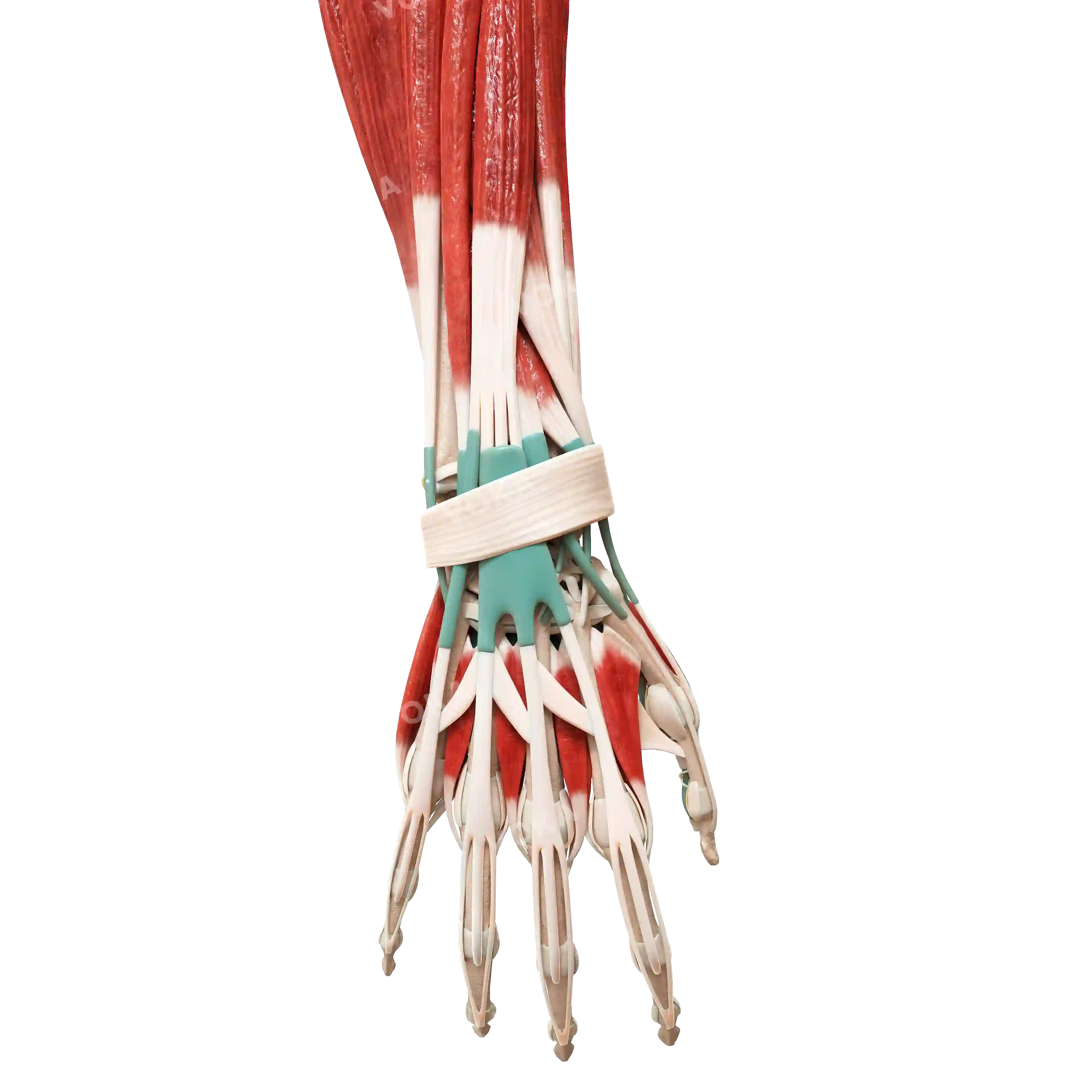 Muscles of the hand, right image