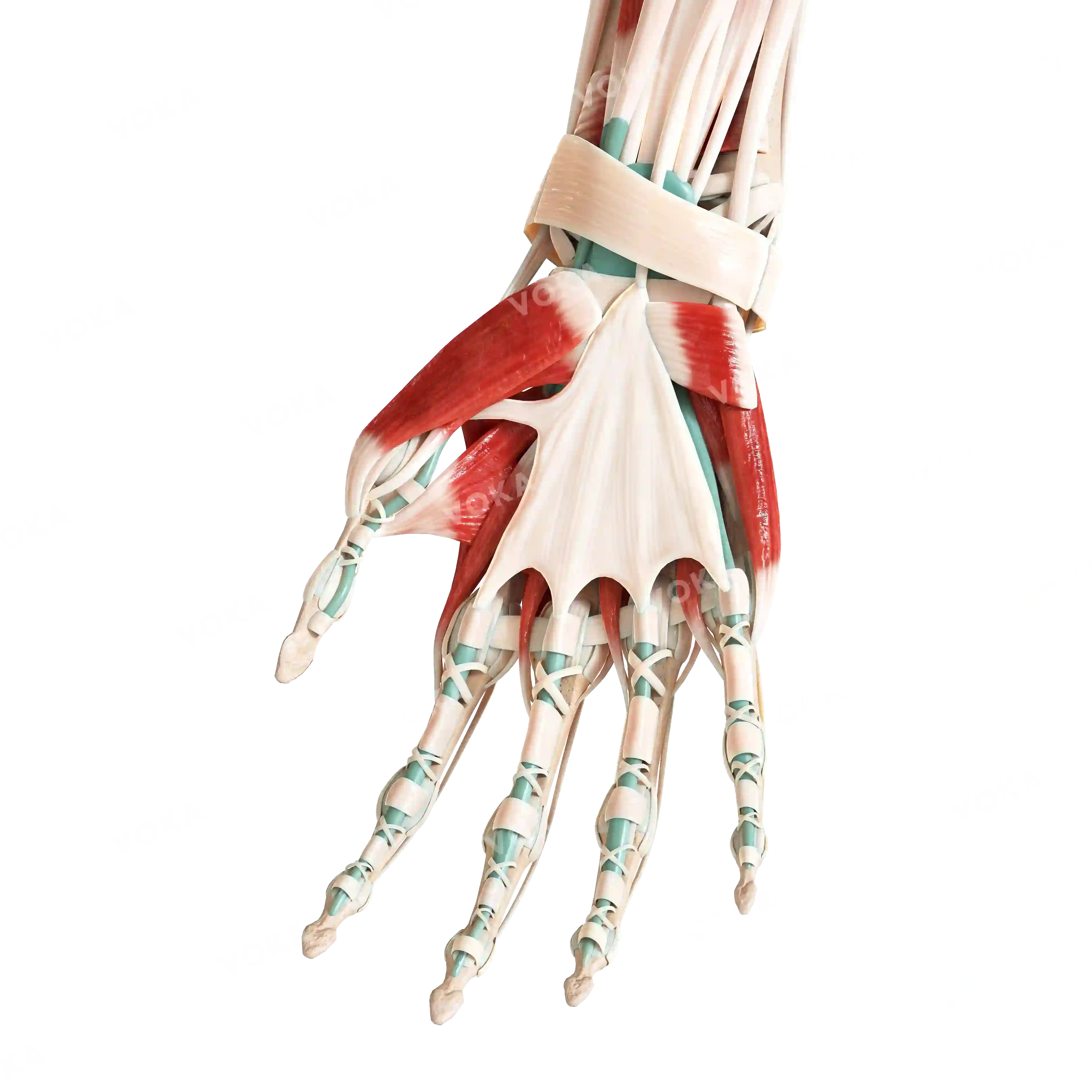 Muscles of the hand, right image