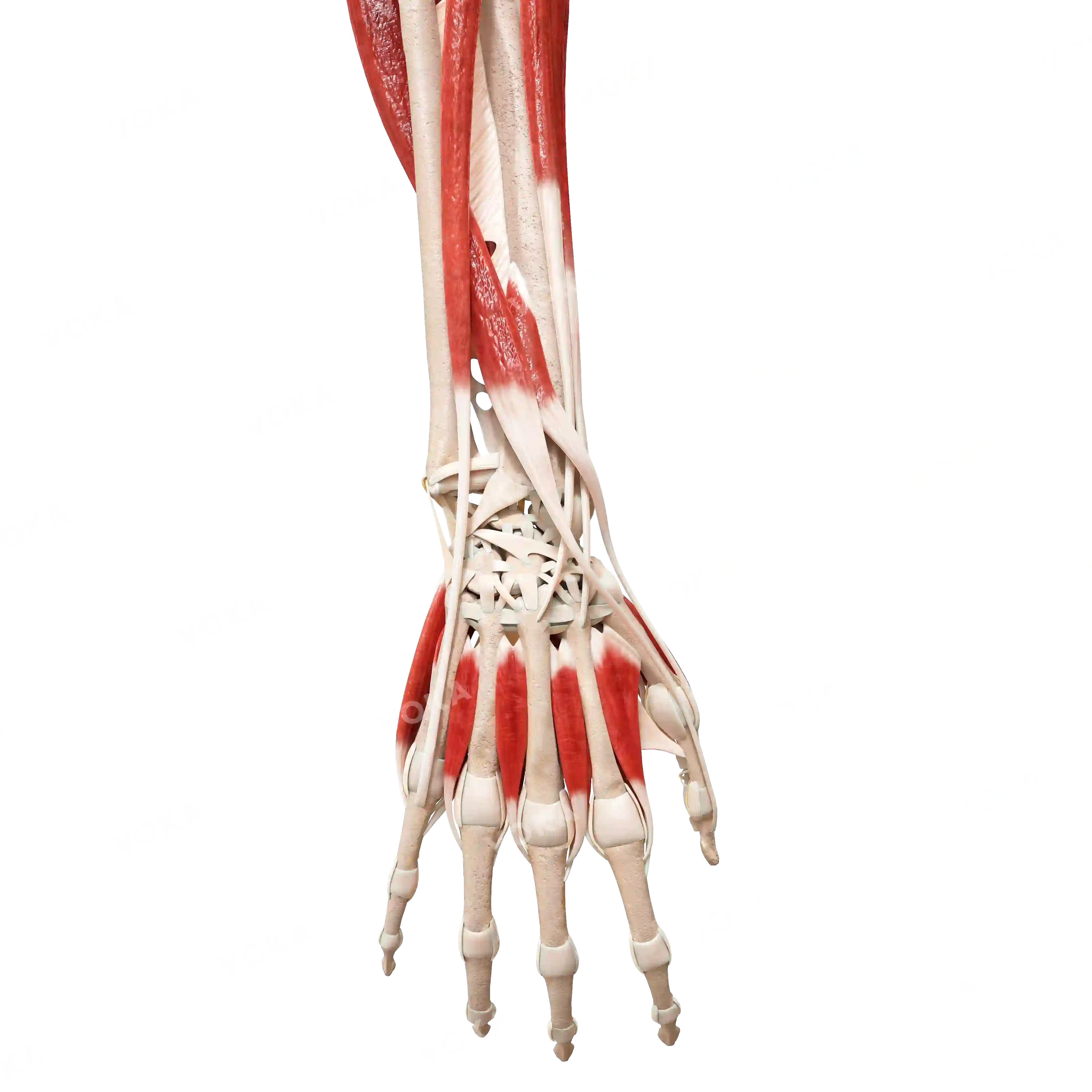 Muscles of the hand, right image