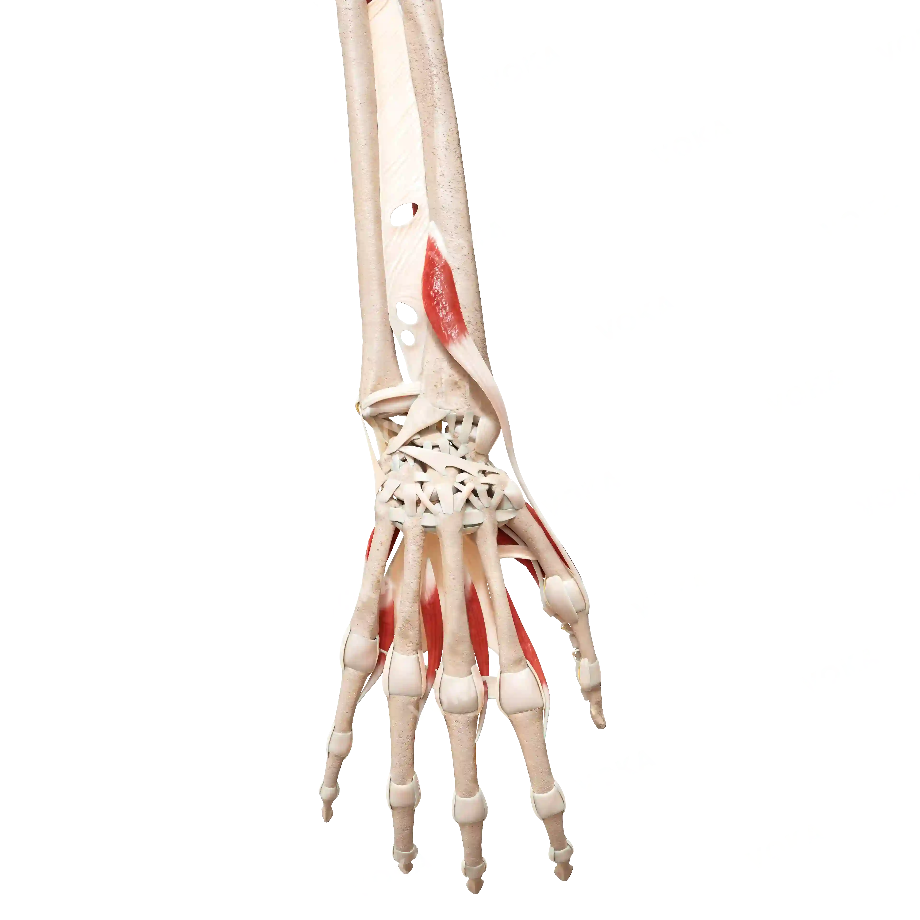 Muscles of the hand, right image