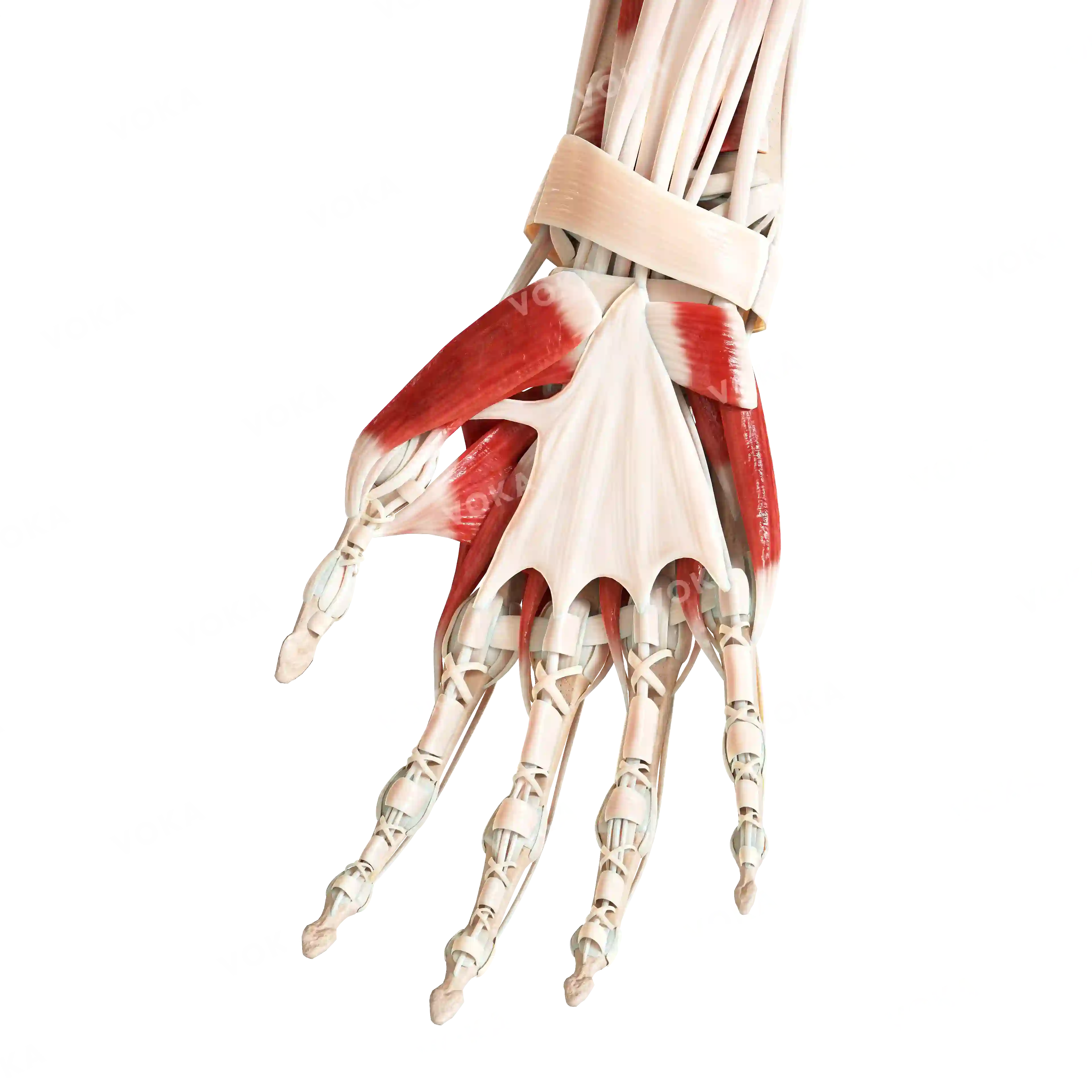 Muscles of the hand, right image
