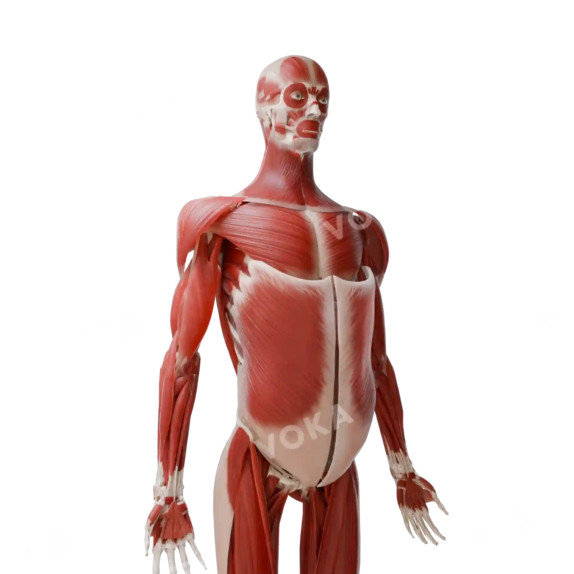 Muscles of the head, neck, trunk and upper limb image