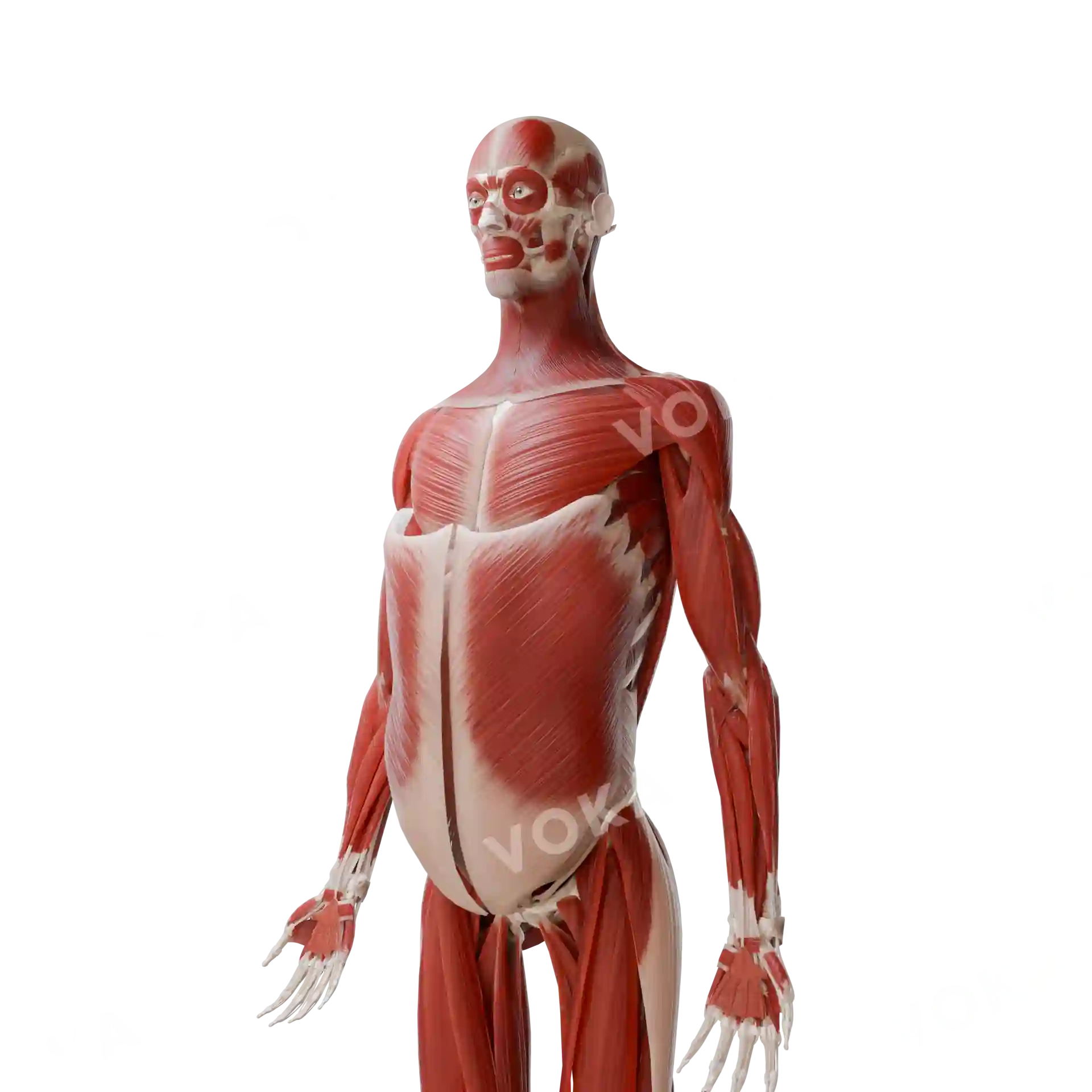 Muscles of the head, neck, trunk and upper limb image