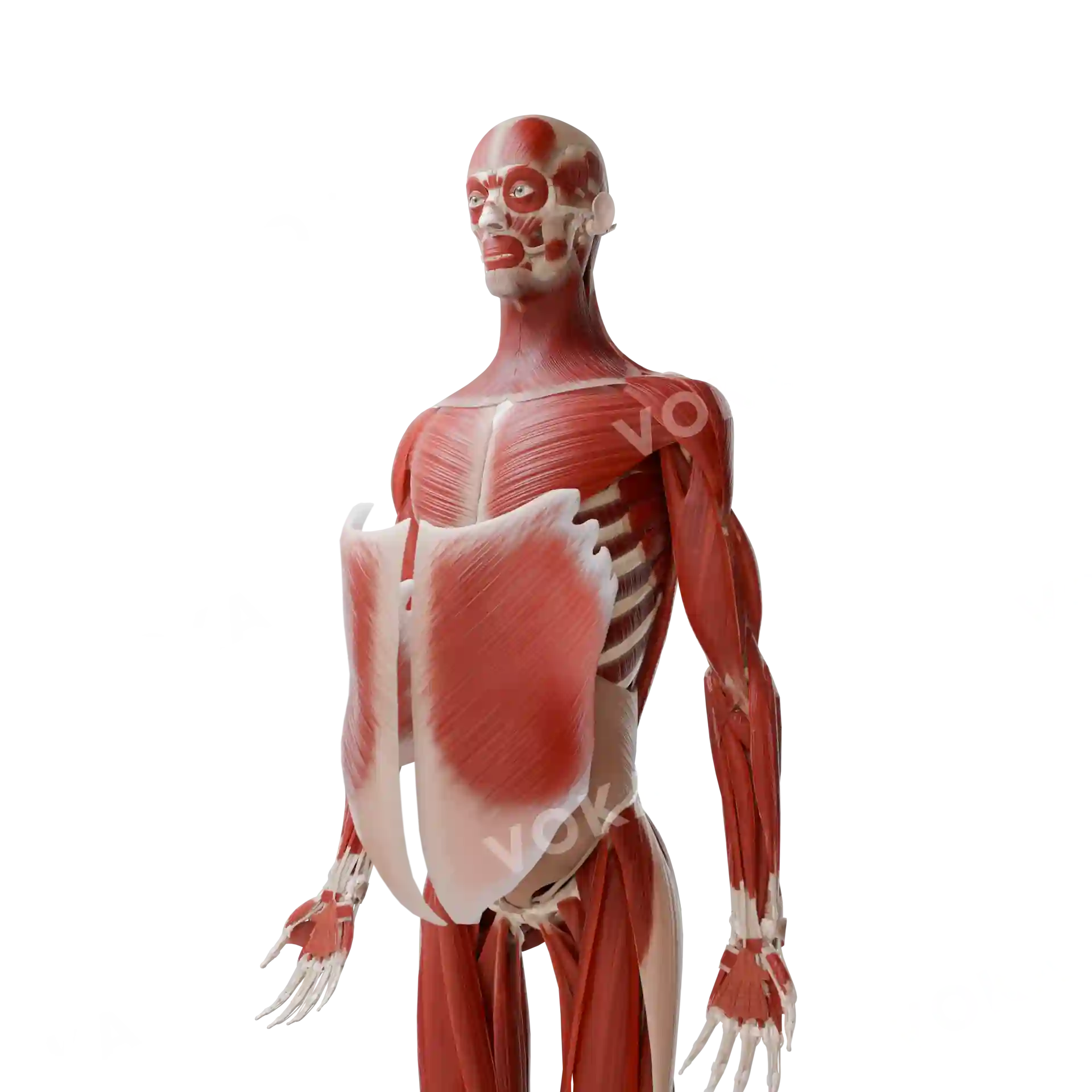 Muscles of the head, neck, trunk and upper limb image