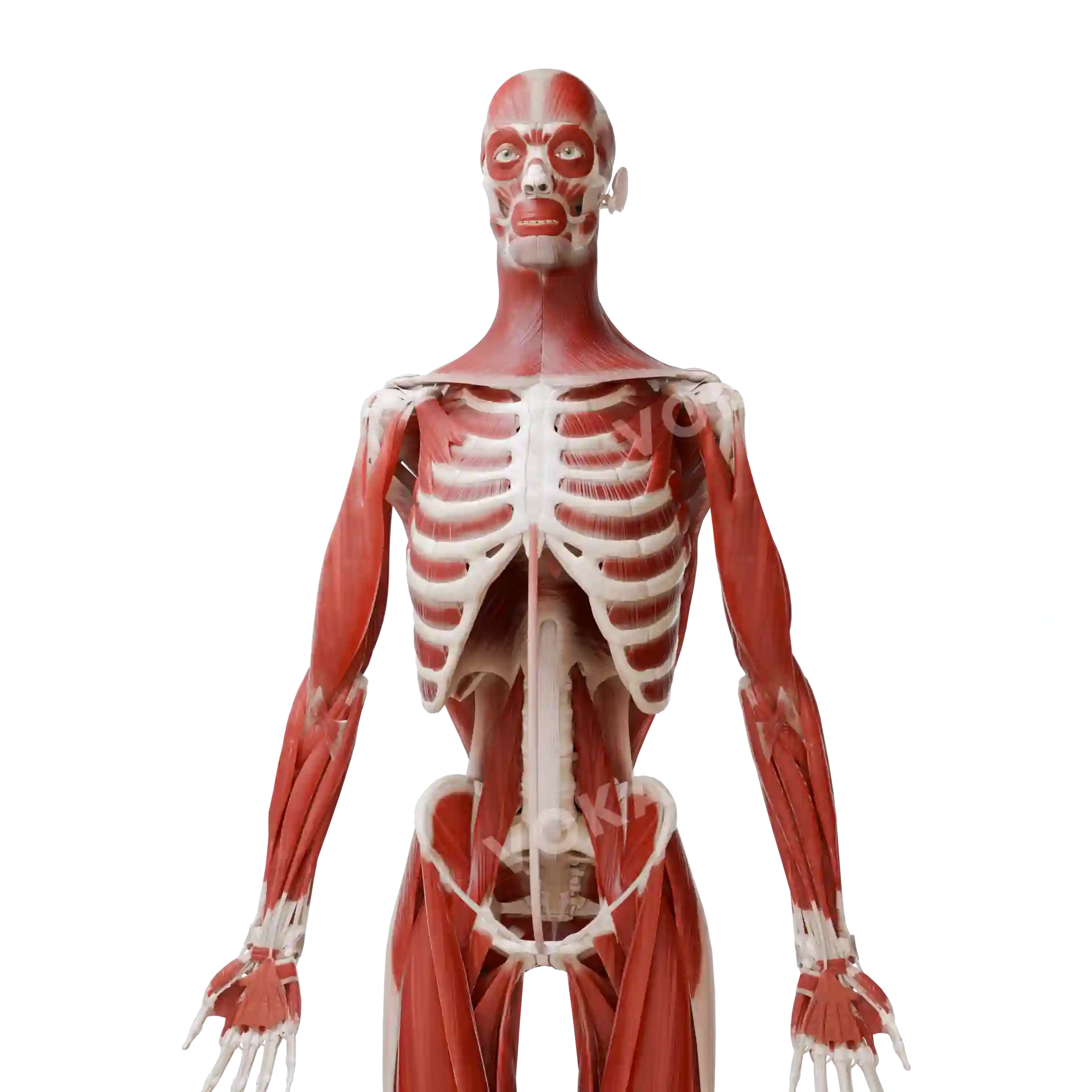 Muscles of the head, neck, trunk and upper limb image