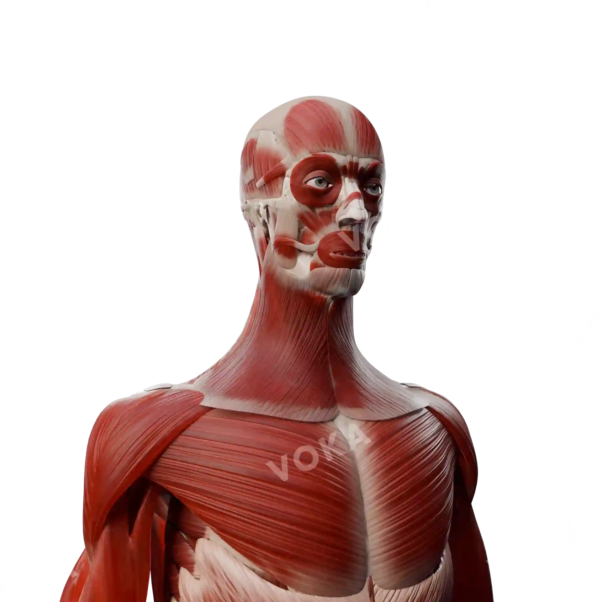 Muscles of the head, neck, trunk image