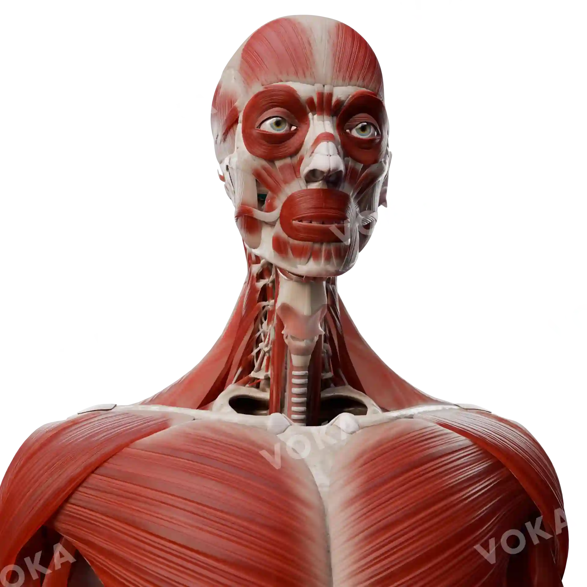 Muscles of the head, neck, trunk image