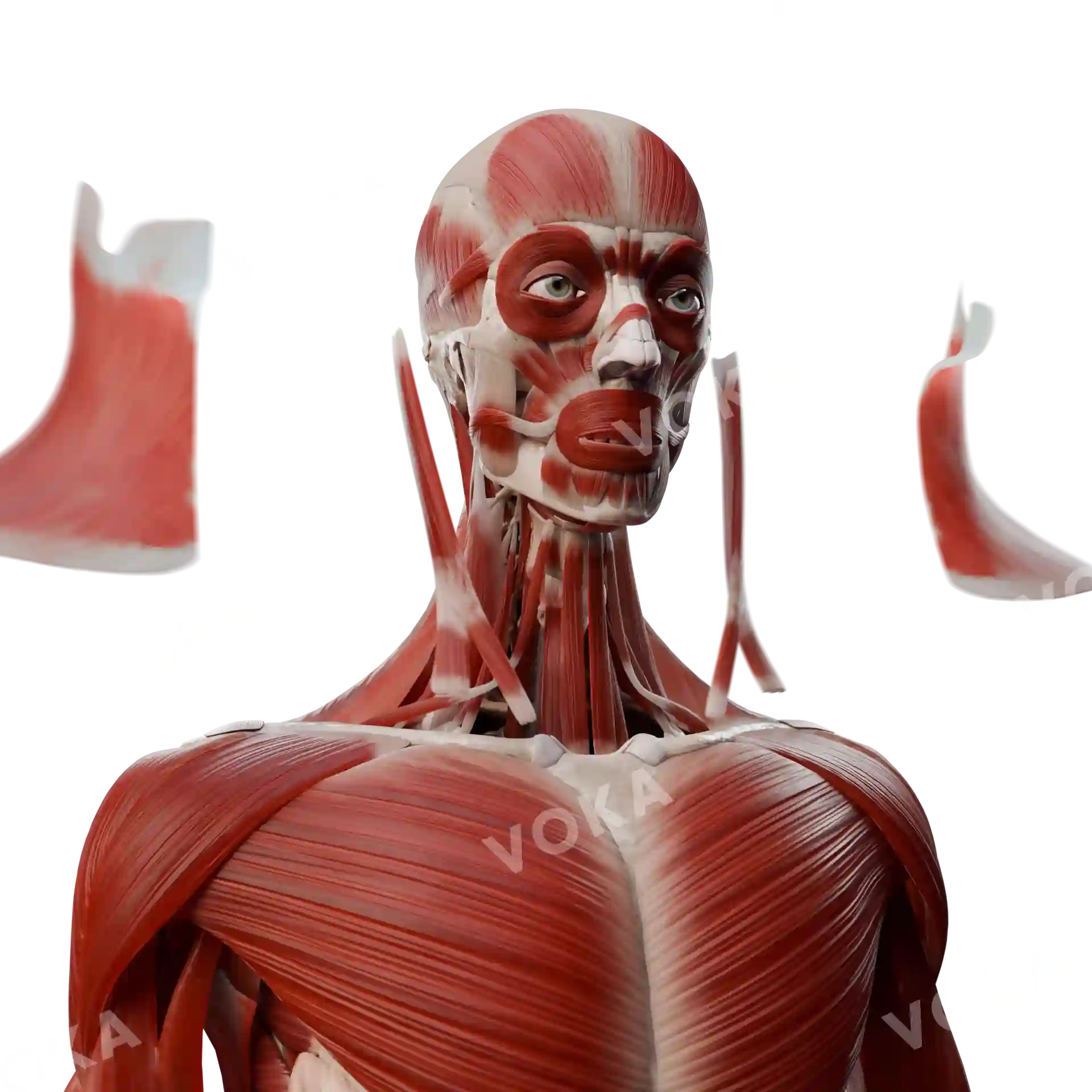 Muscles of the head, neck, trunk image