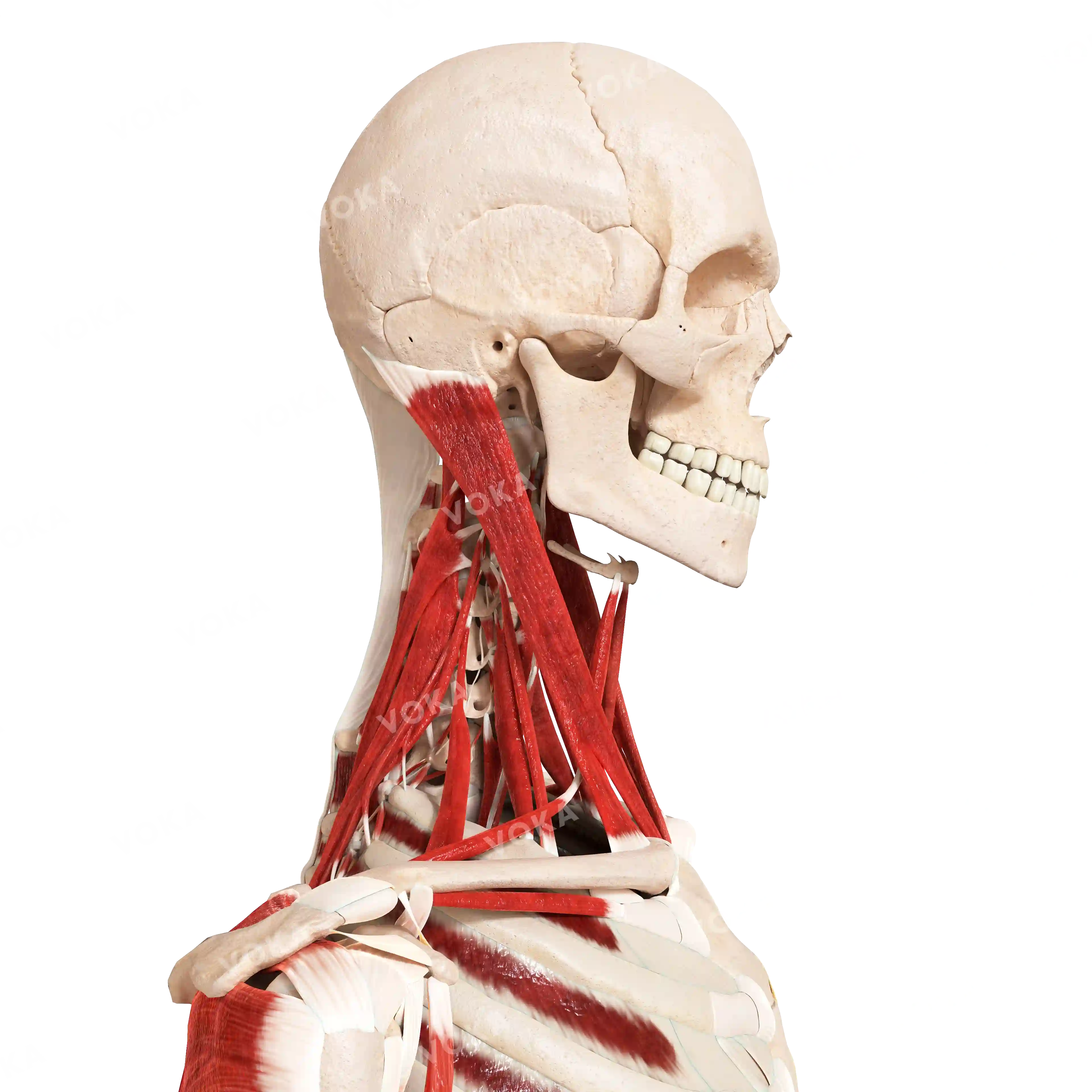 Muscles of the neck and trunk, from the side image