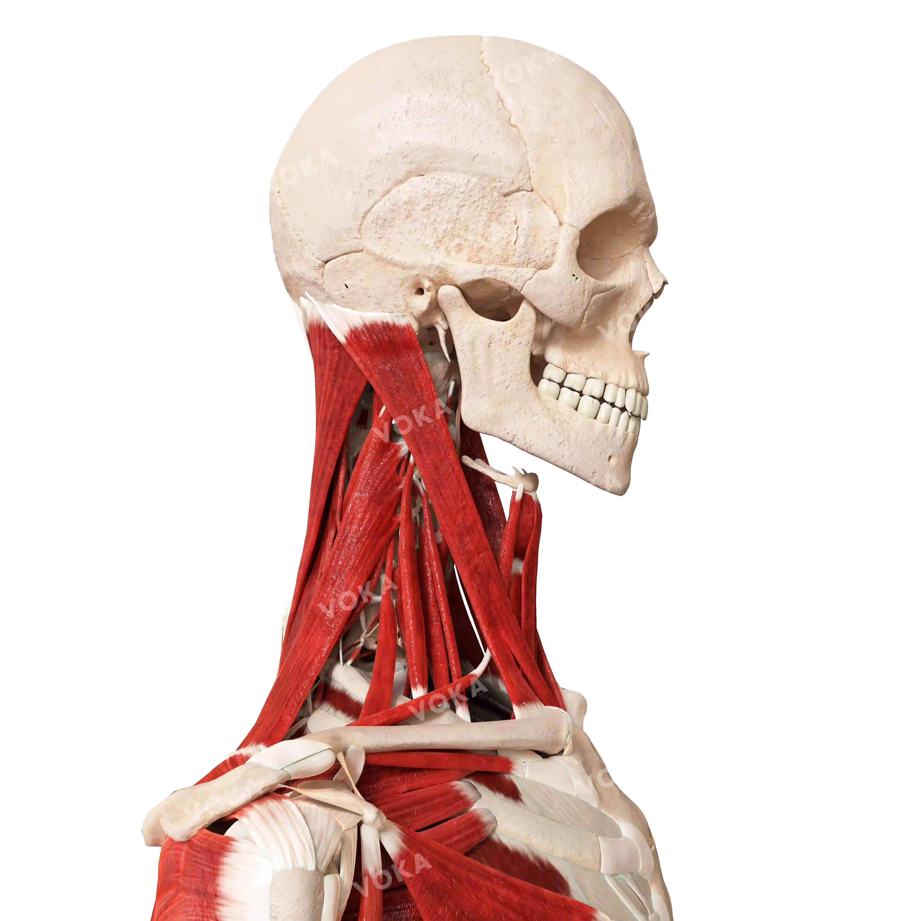 Muscles of the neck and trunk, from the side image