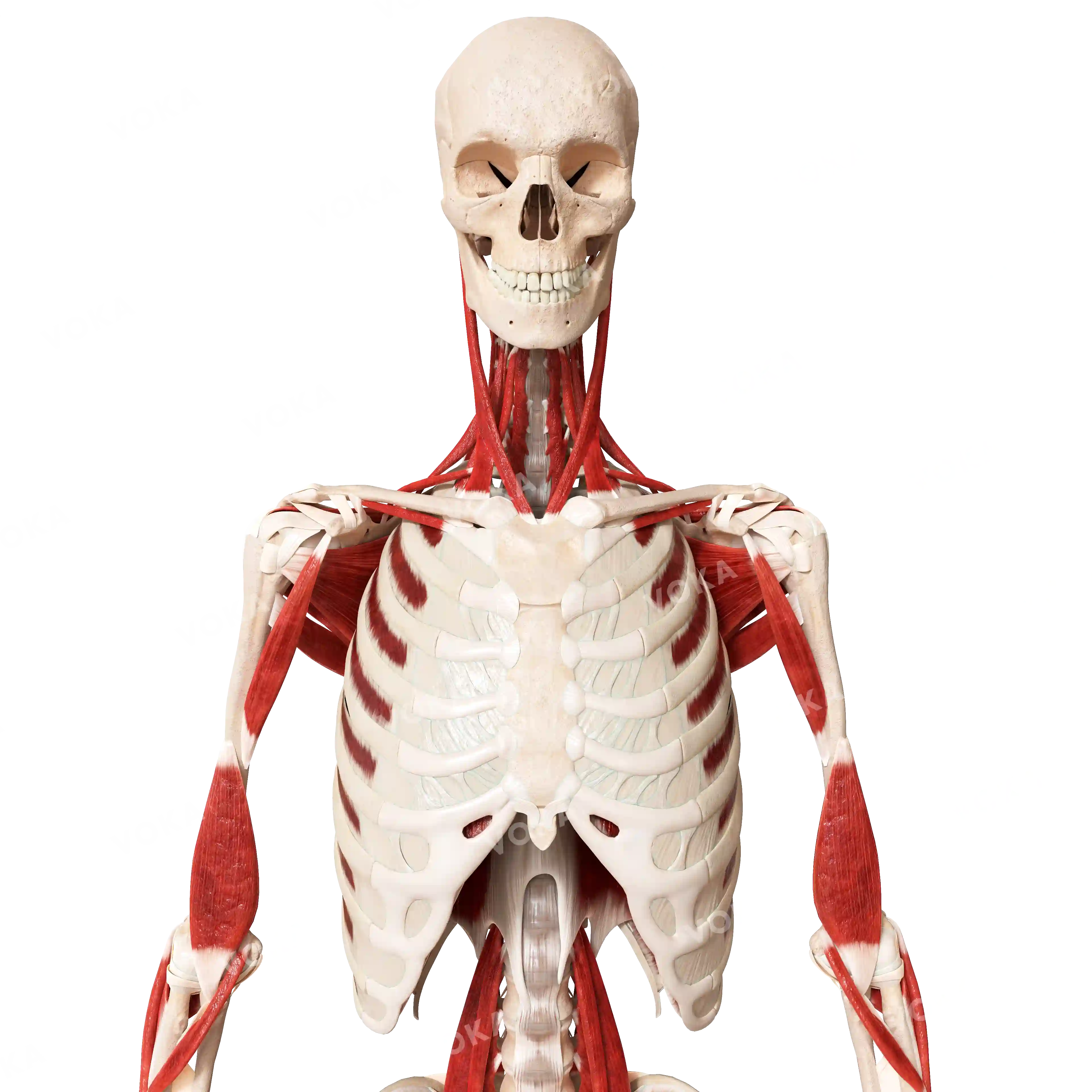 Muscles of the neck, trunk and upper limb image