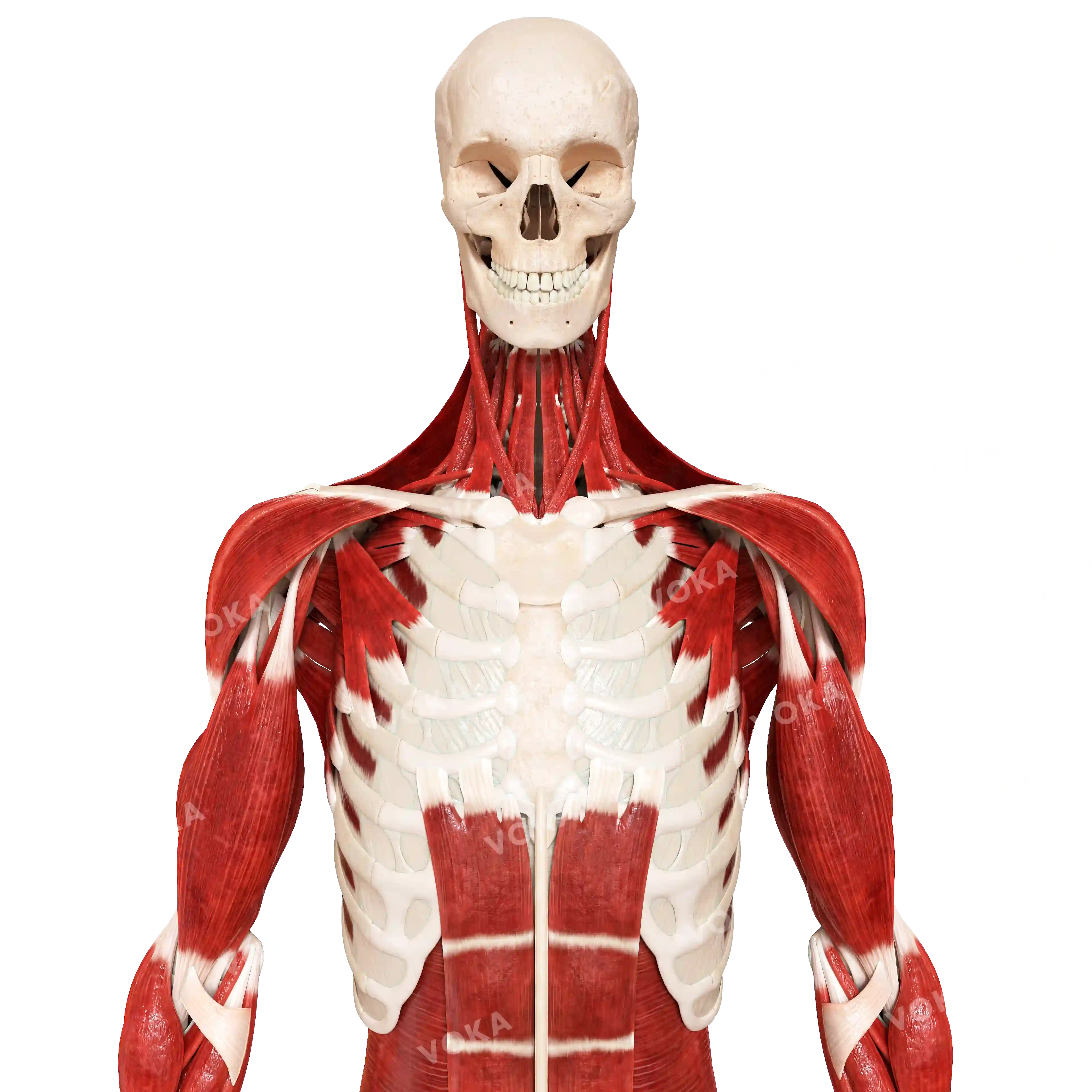 Muscles of the neck, trunk and upper limb image