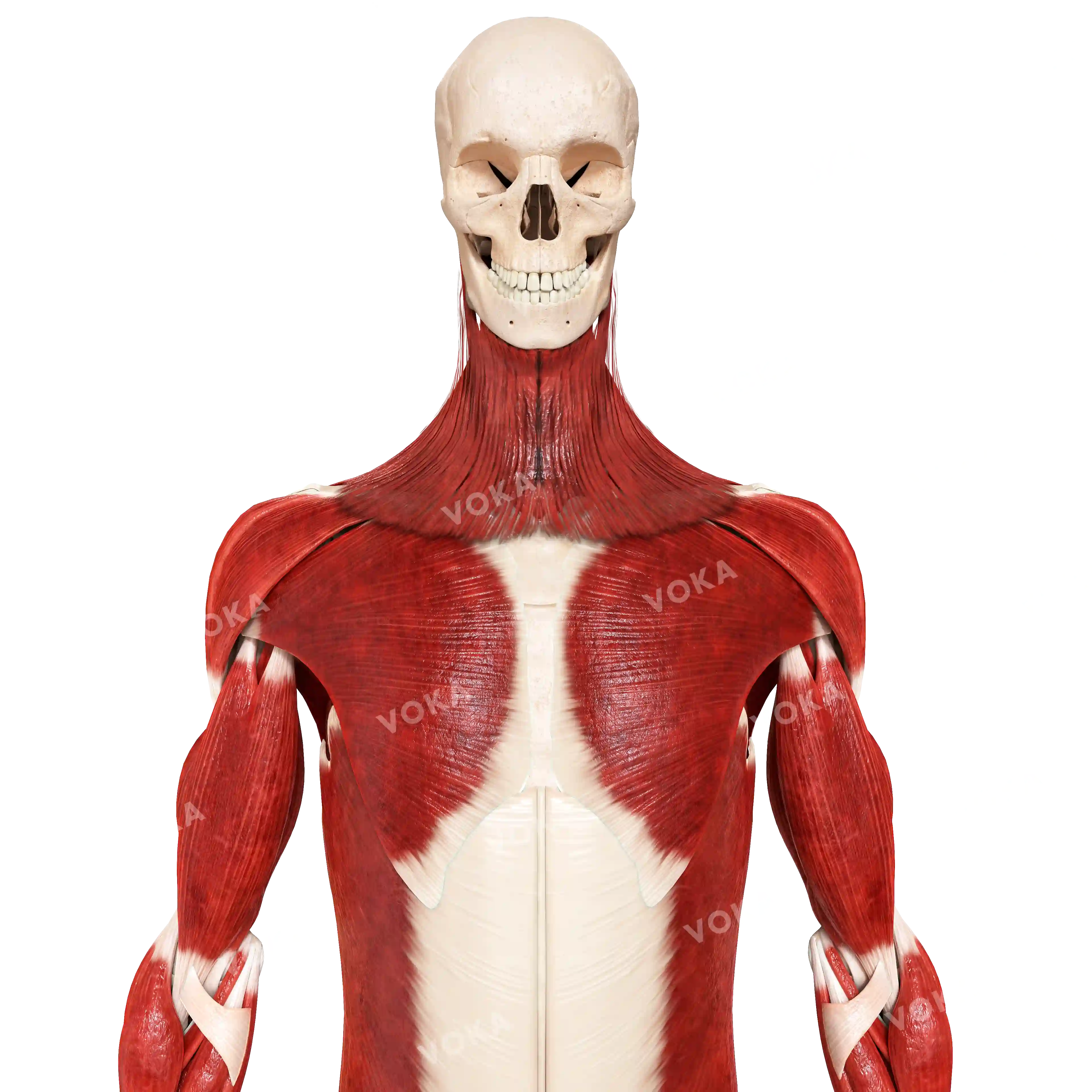 Muscles of the neck, trunk and upper limb image