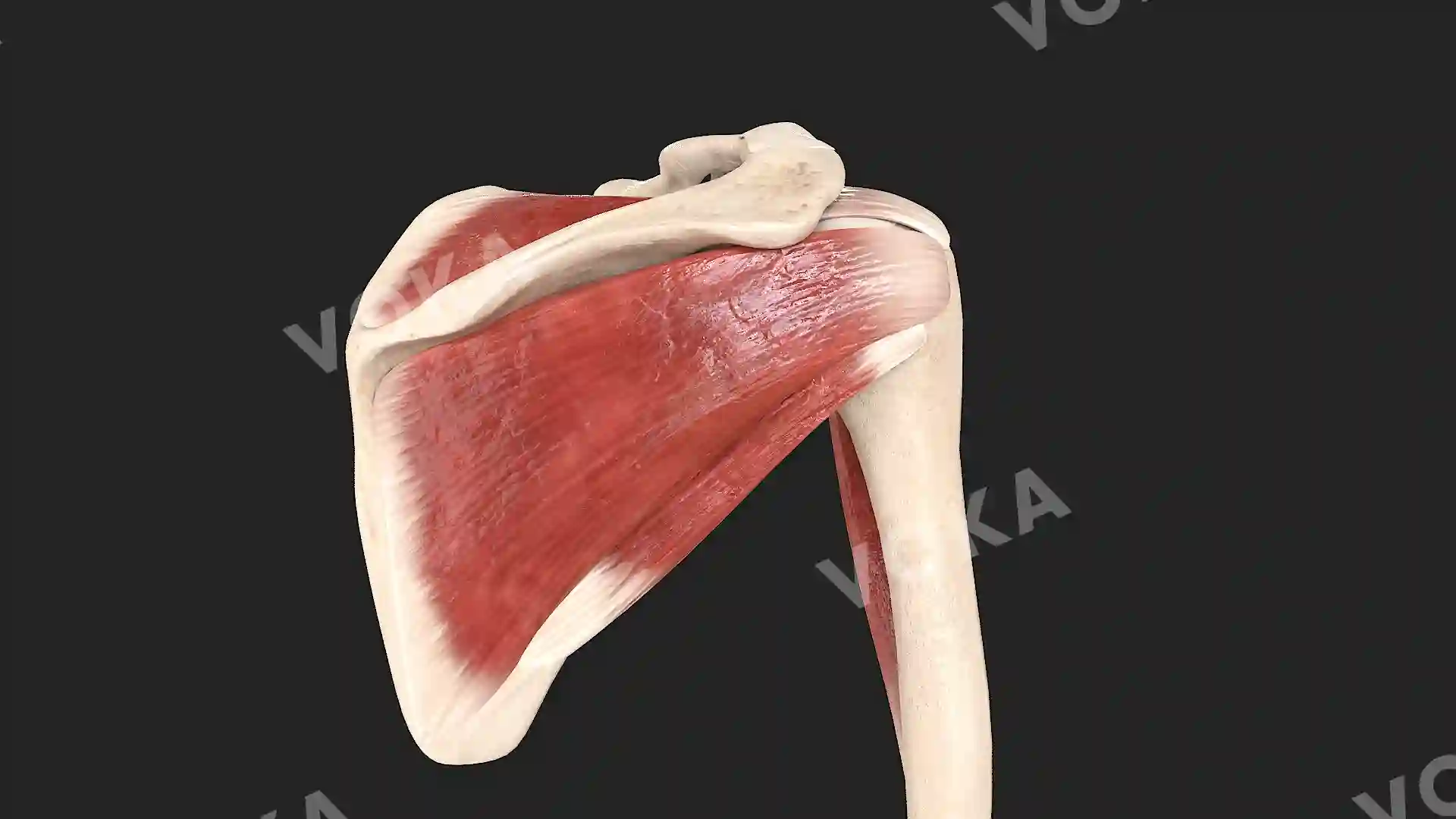Muscles of the scapular region, right image