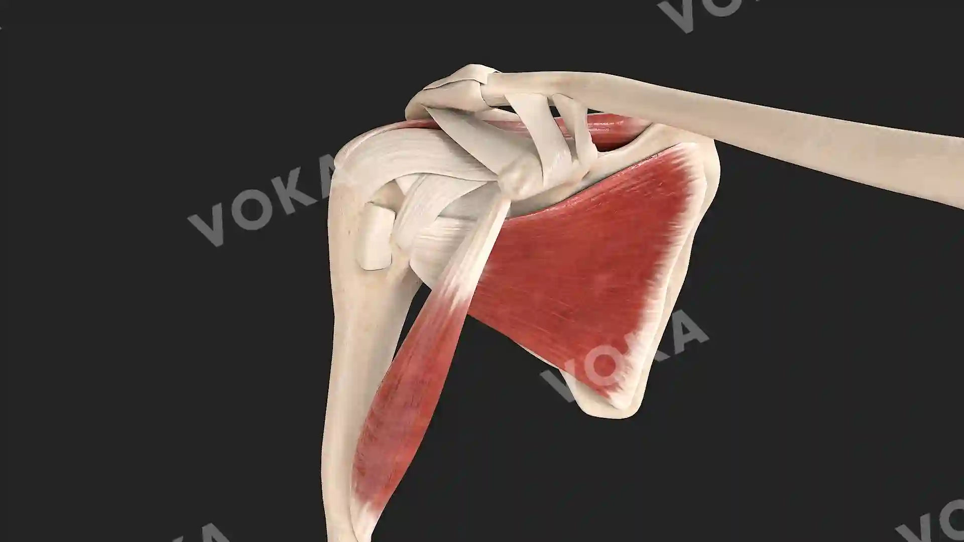 Muscles of the scapular region, right image