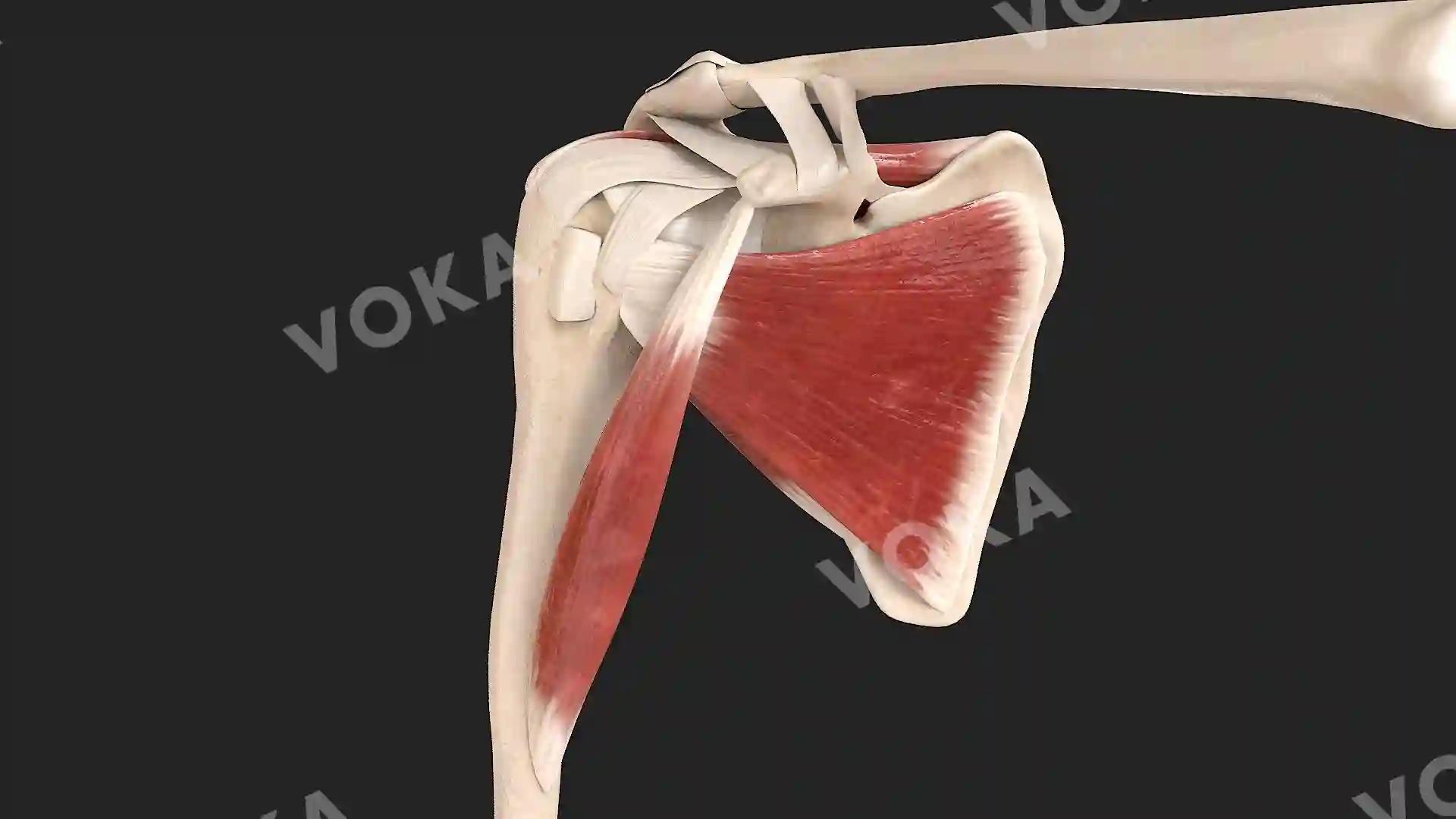 Muscles of the scapular region, right image