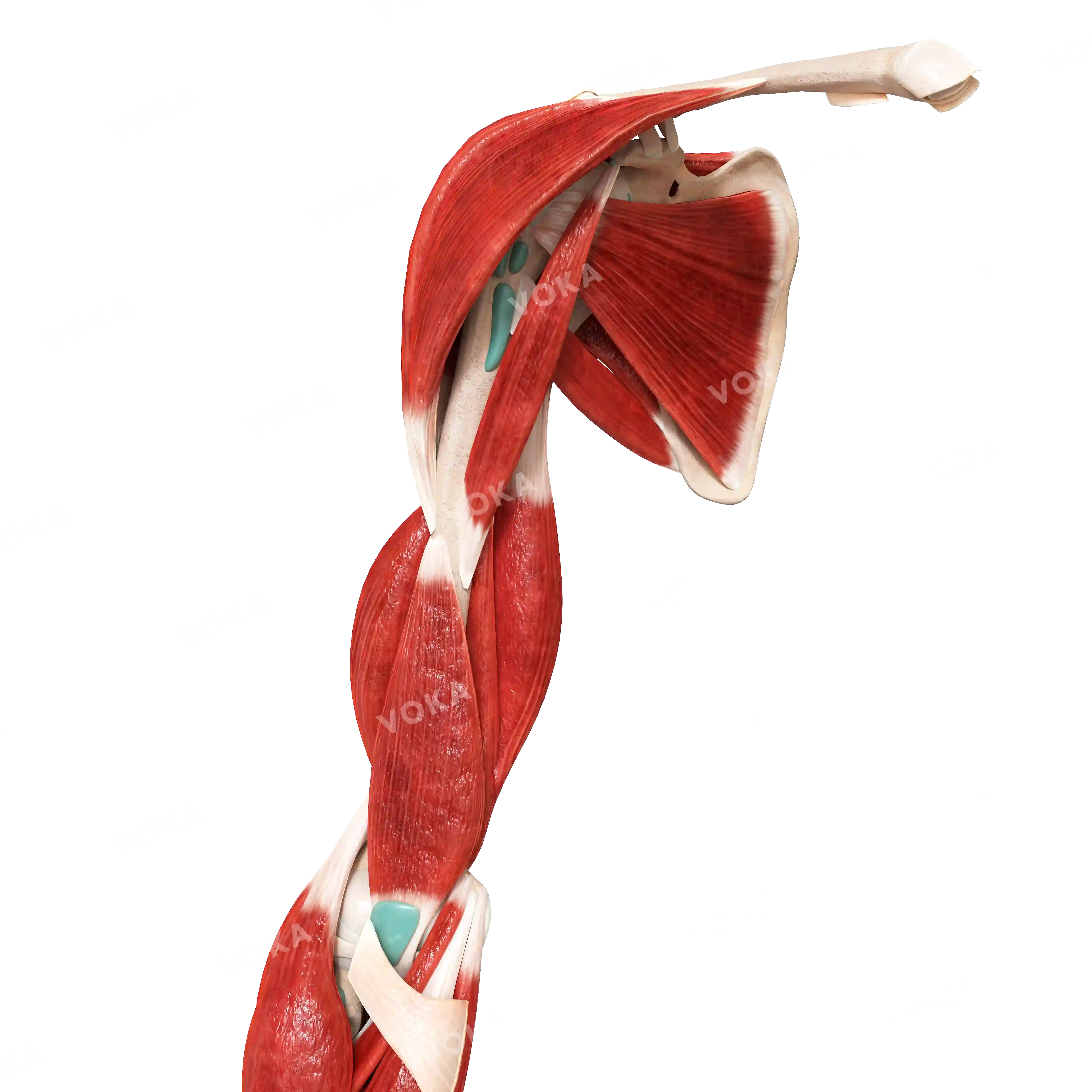 Muscles of the upper shoulder girdle and free upper limb, right image