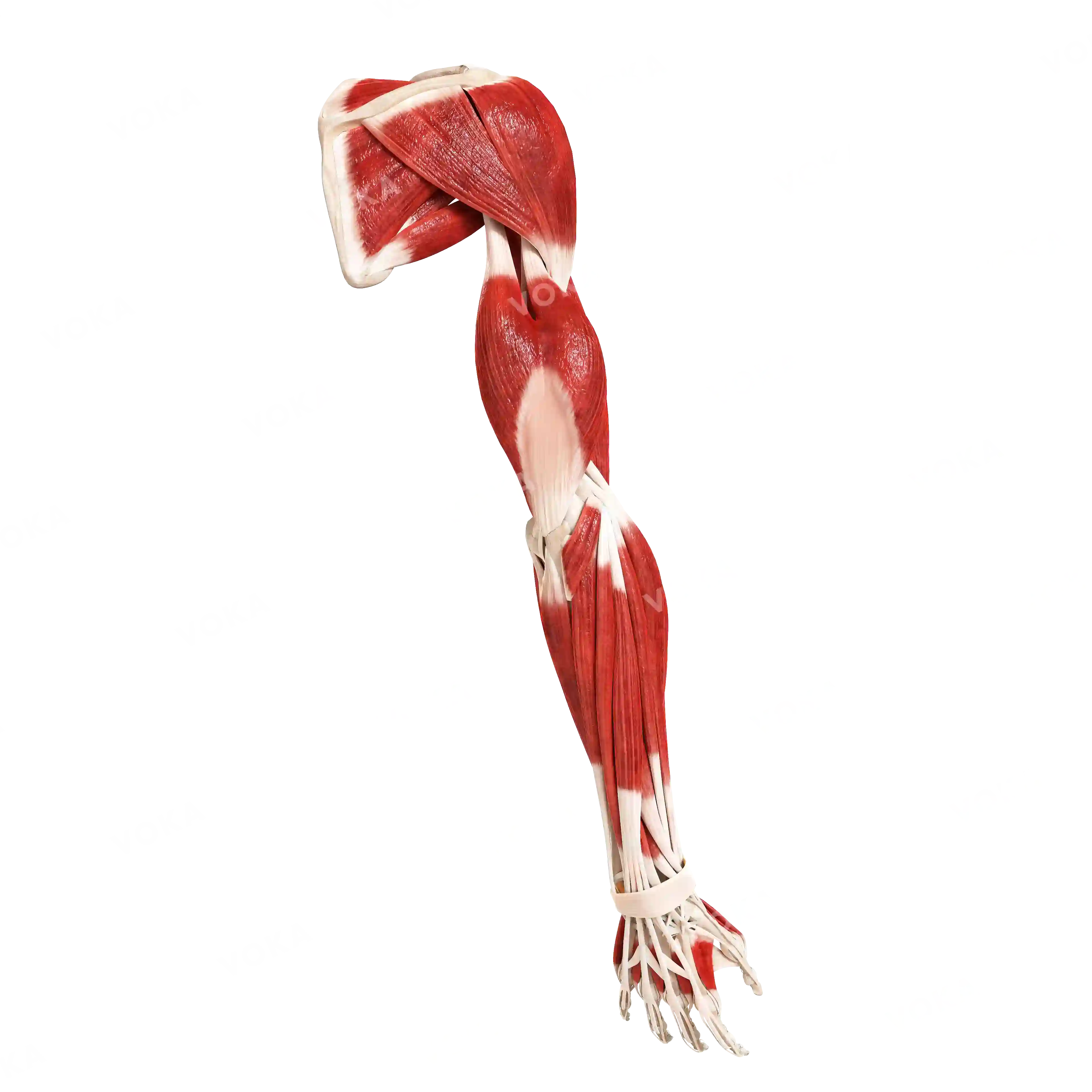 Muscles of the upper shoulder girdle and free upper limb, right image