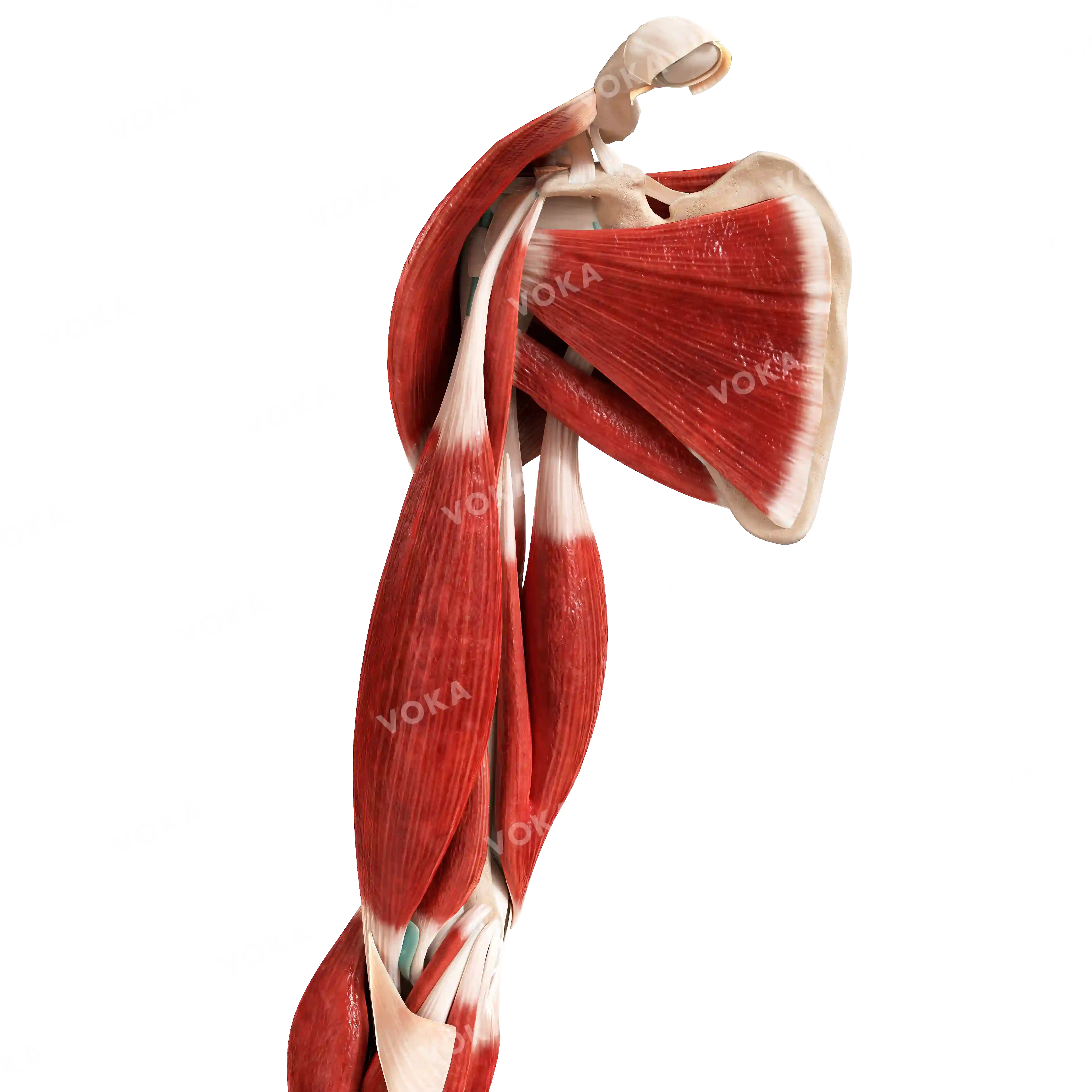 Muscles of the upper shoulder girdle and free upper limb, right image