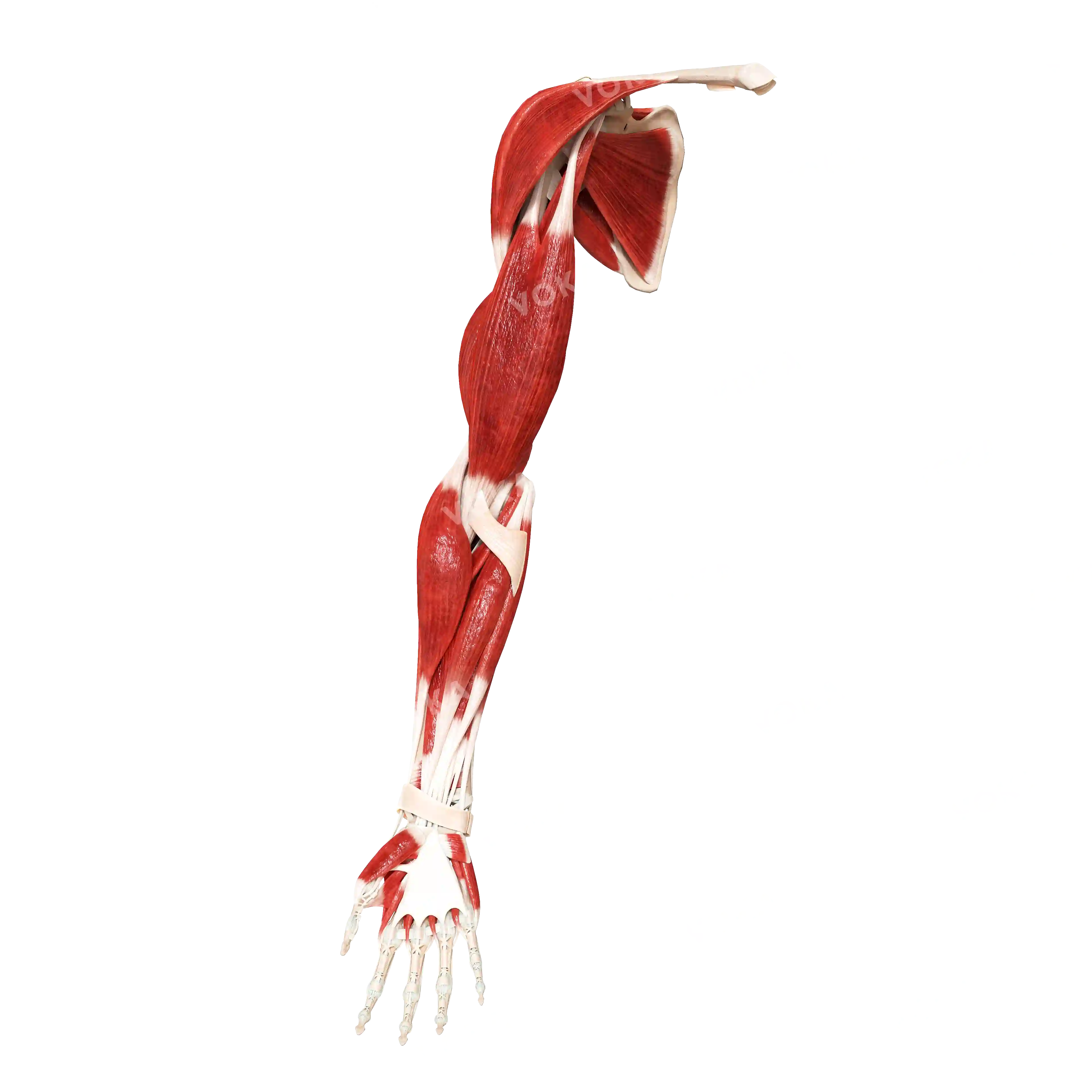 Muscles of the upper shoulder girdle and free upper limb, right image