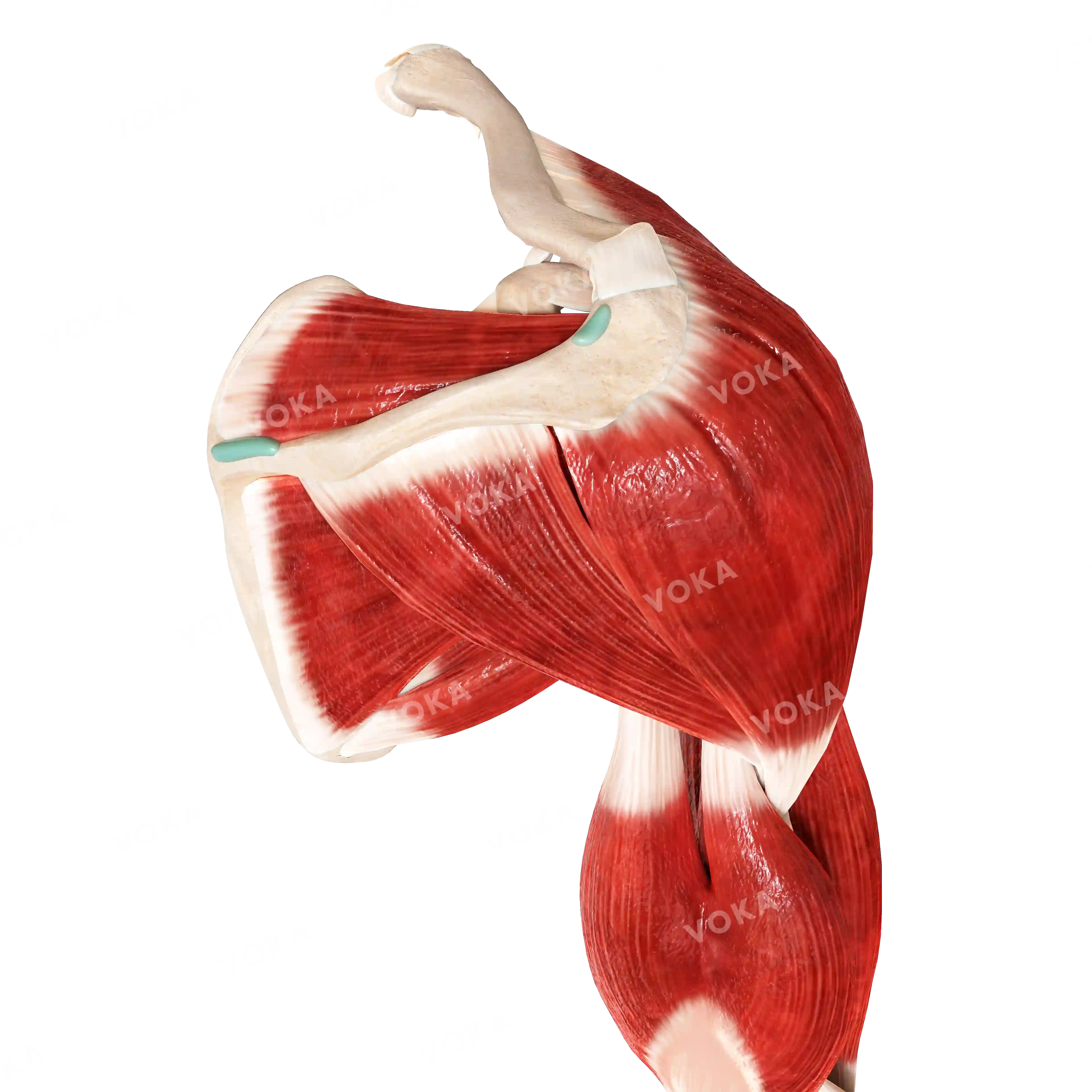 Muscles of the upper shoulder girdle and free upper limb, right image