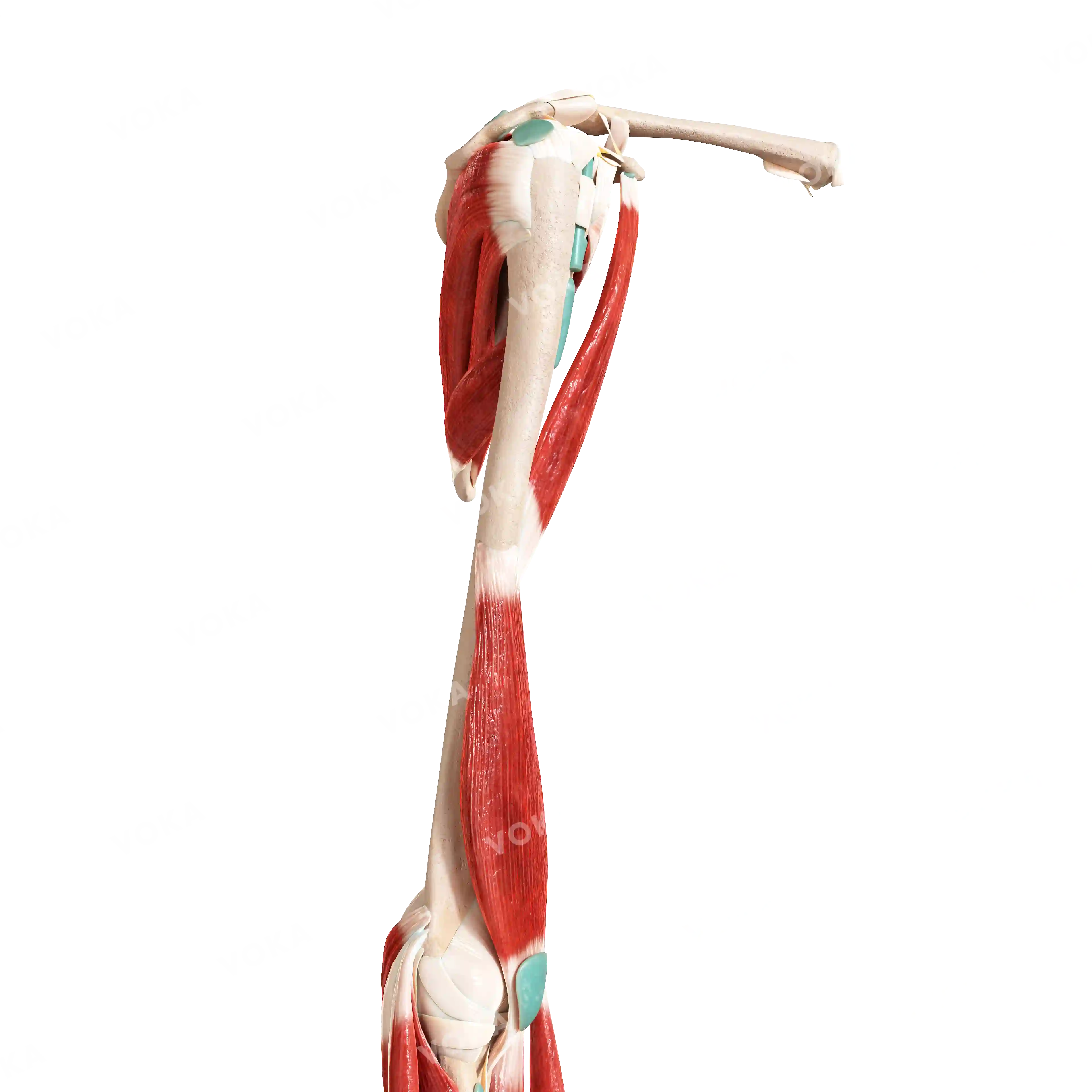 Muscles of the upper shoulder girdle and free upper limb, right image