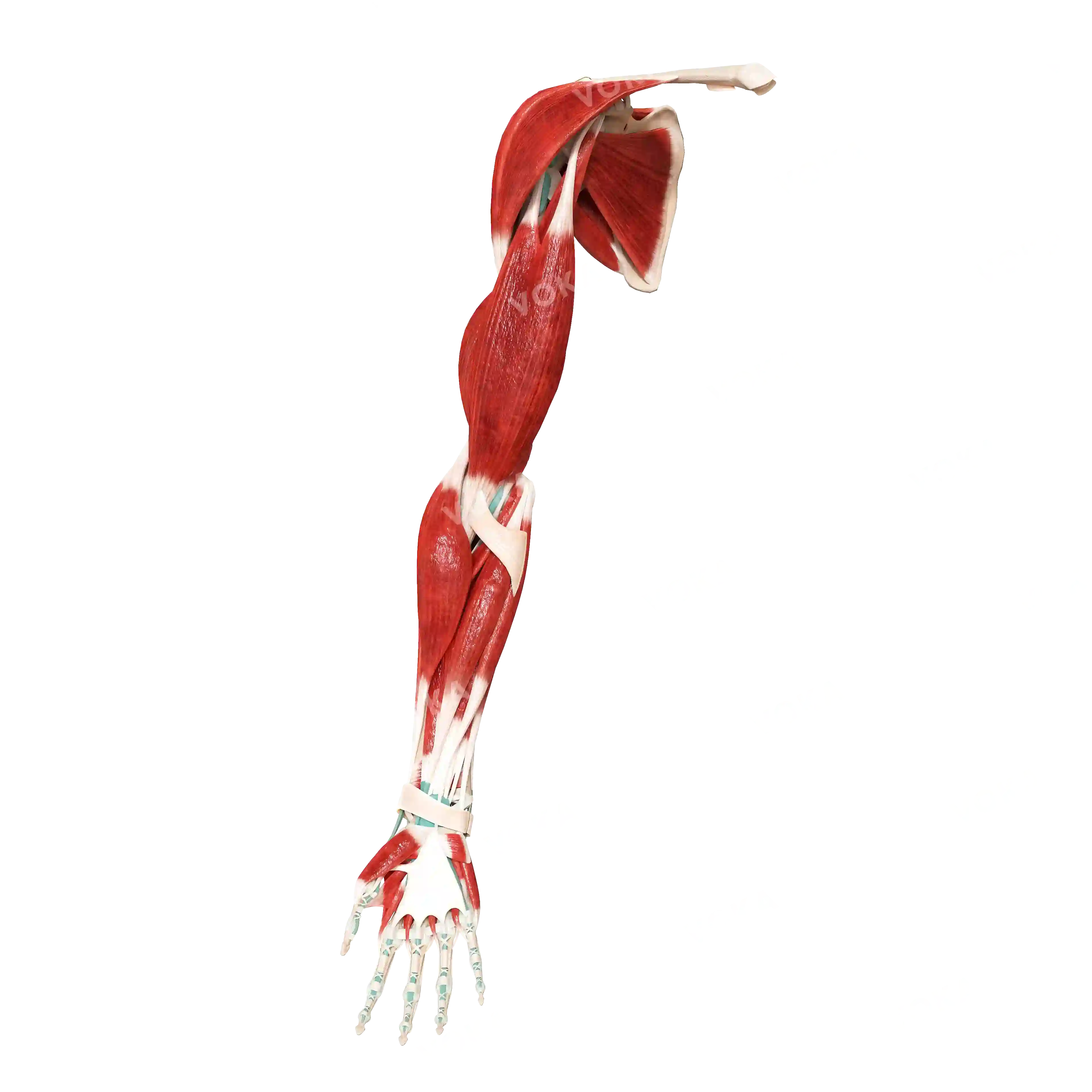 Muscles of the upper shoulder girdle and free upper limb, right image