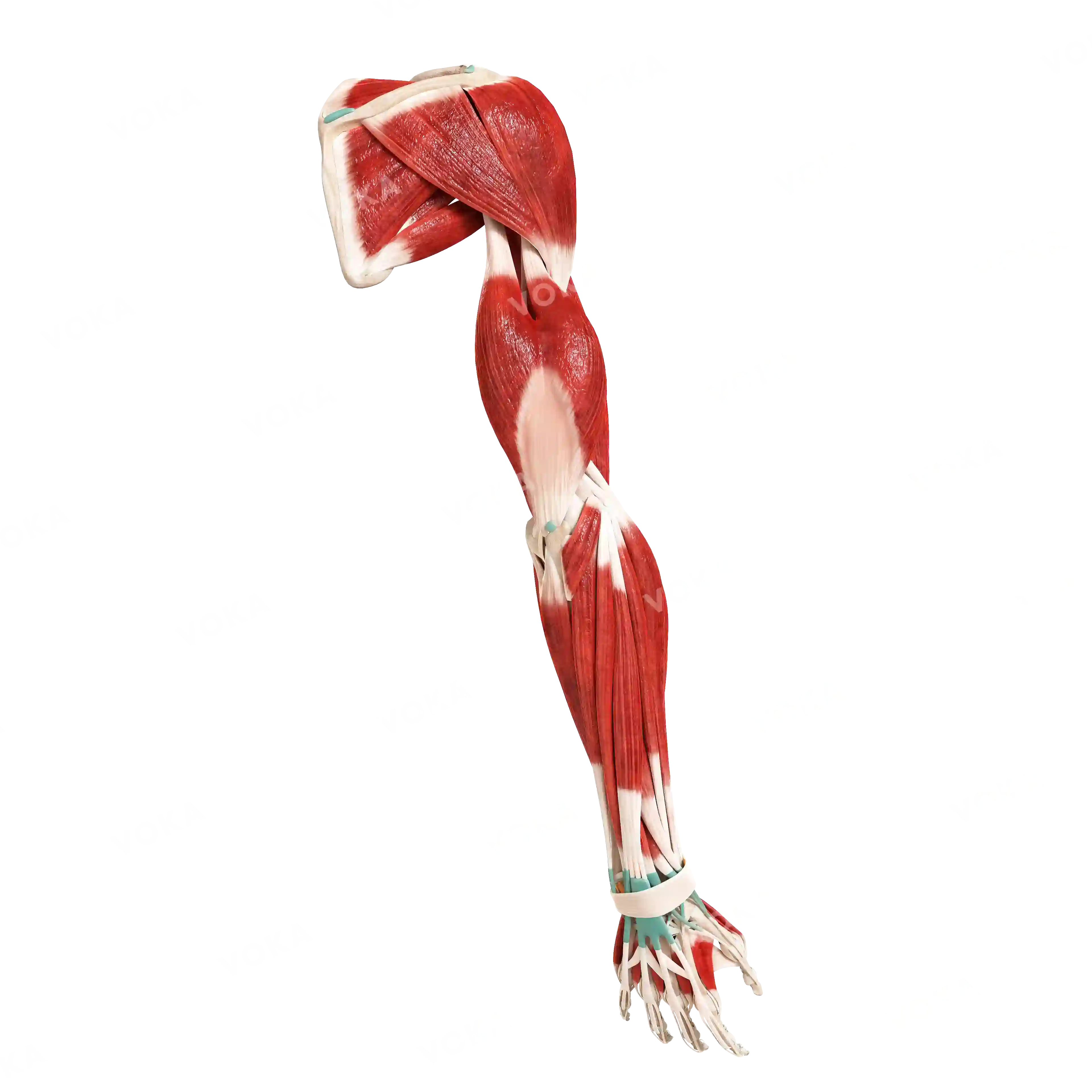 Muscles of the upper shoulder girdle and free upper limb, right image