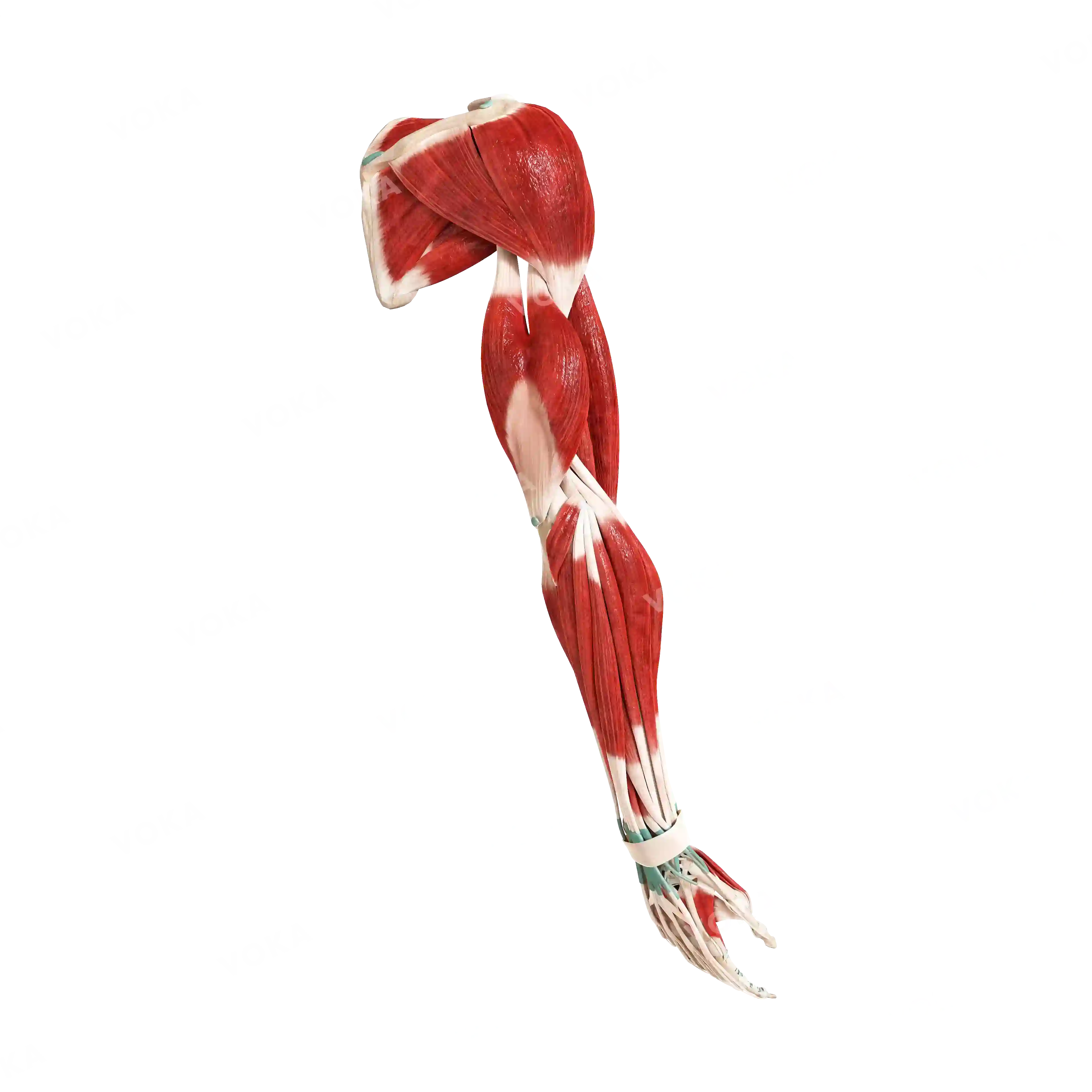 Muscles of the upper shoulder girdle and free upper limb, right image