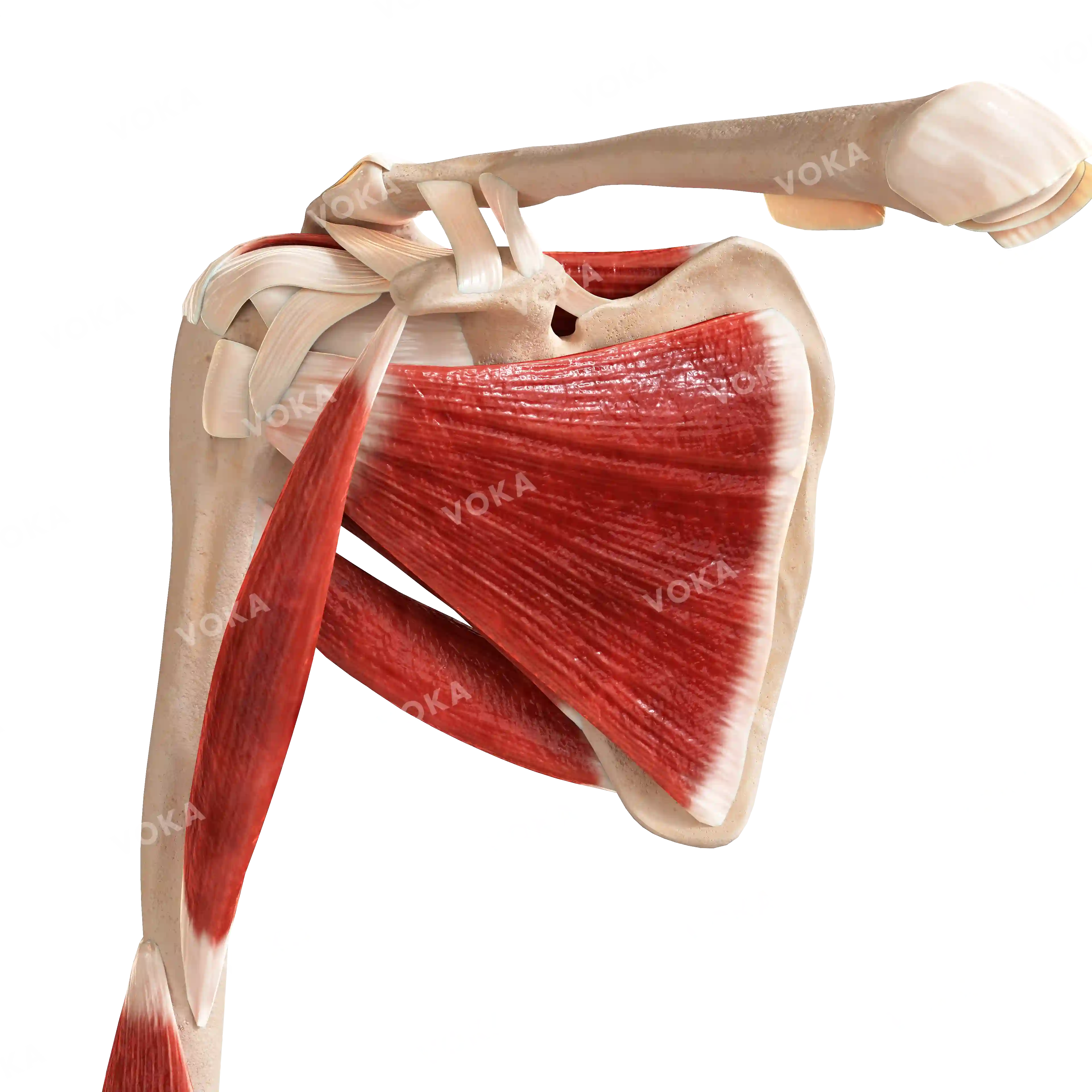 Muscles of the upper shoulder girdle and free upper limb, right image
