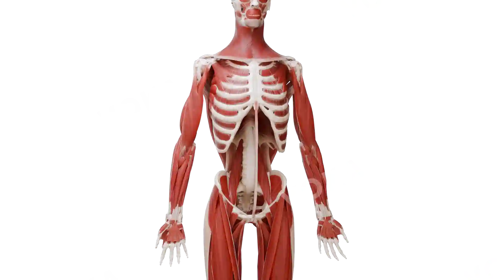 Muscles, tendons and ligaments of the trunk, upper and lower limbs image
