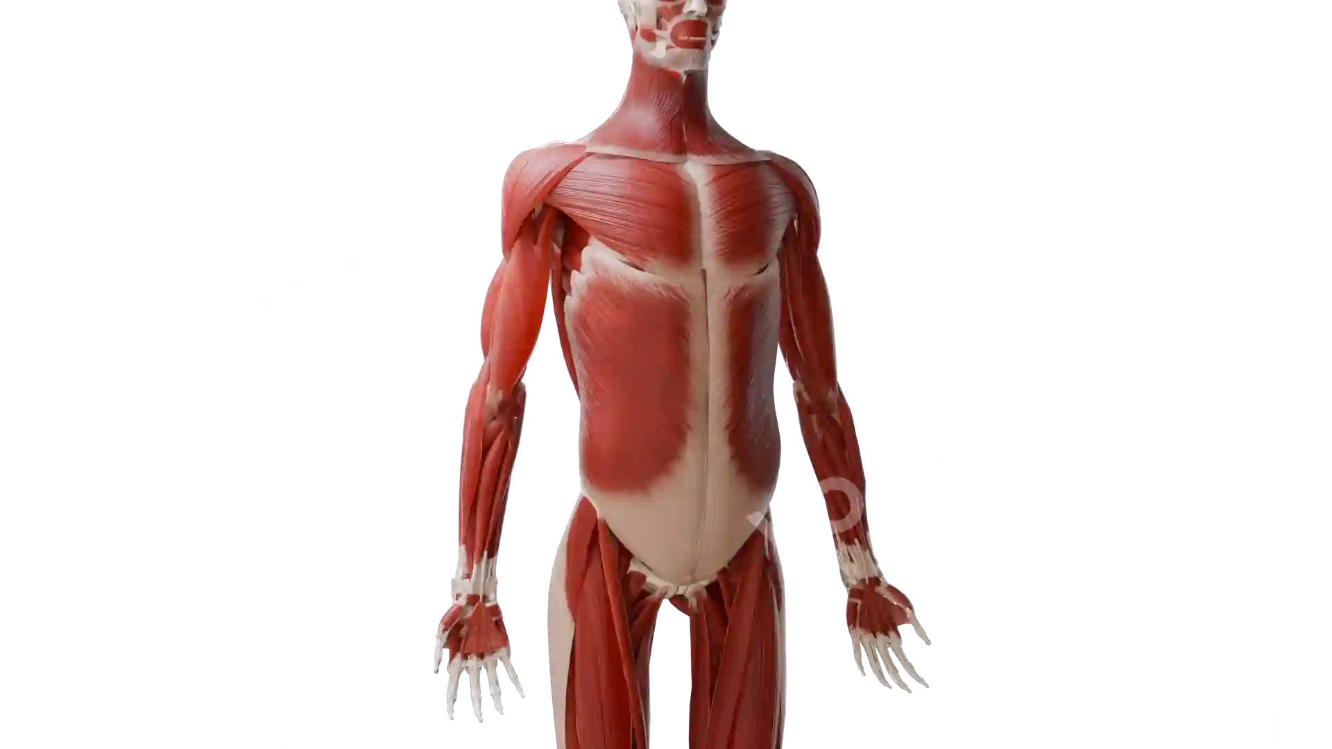 Muscles, tendons and ligaments of the trunk, upper and lower limbs image