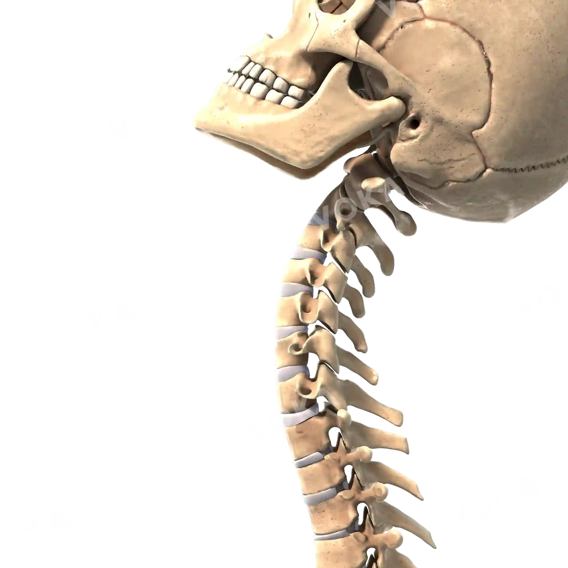 Skull and spine anatomy image