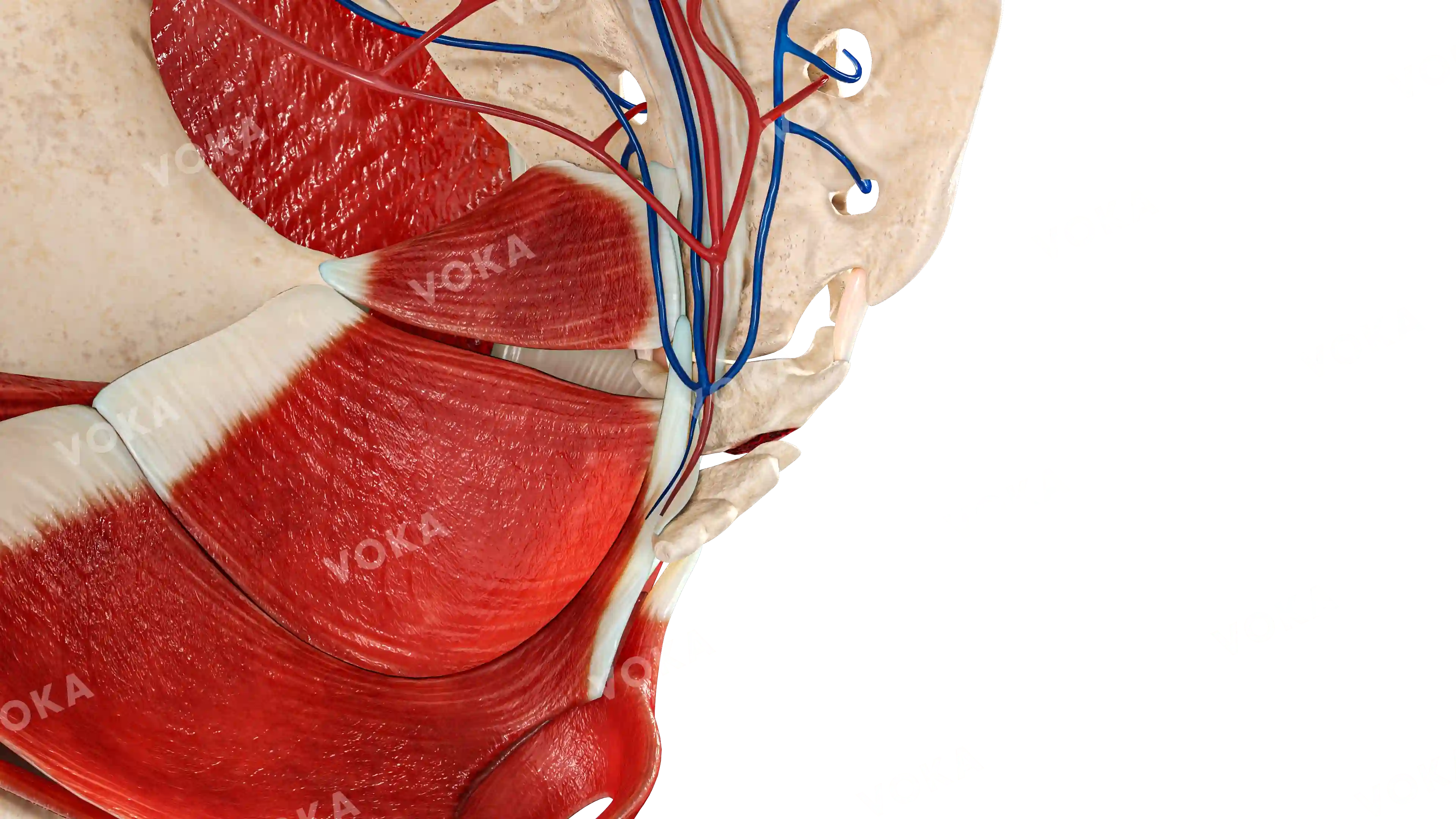 Coccyx transverse fracture image