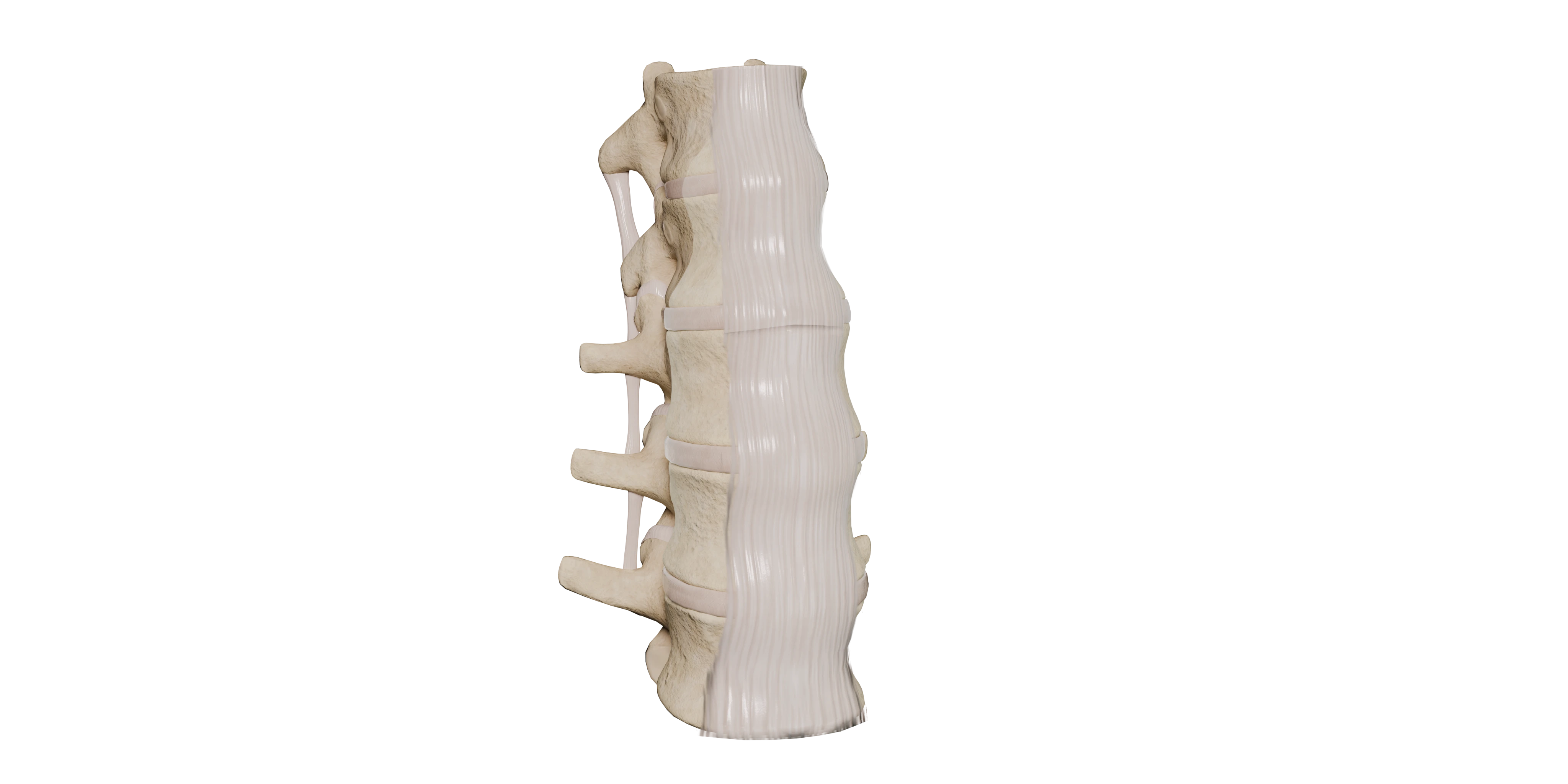 Joints of the thoracolumbar spine jnt. image