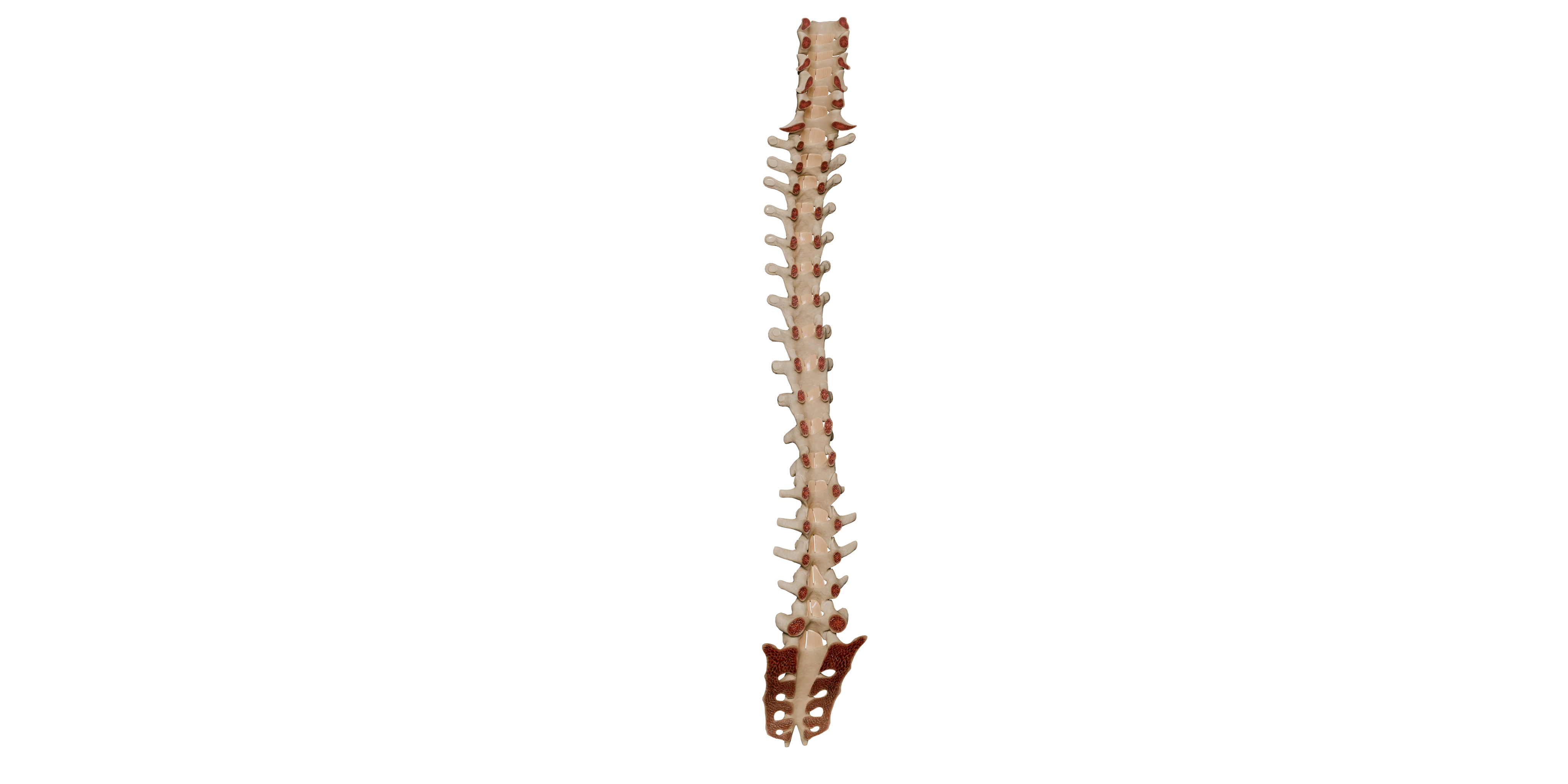 Ligament flava jnt. image