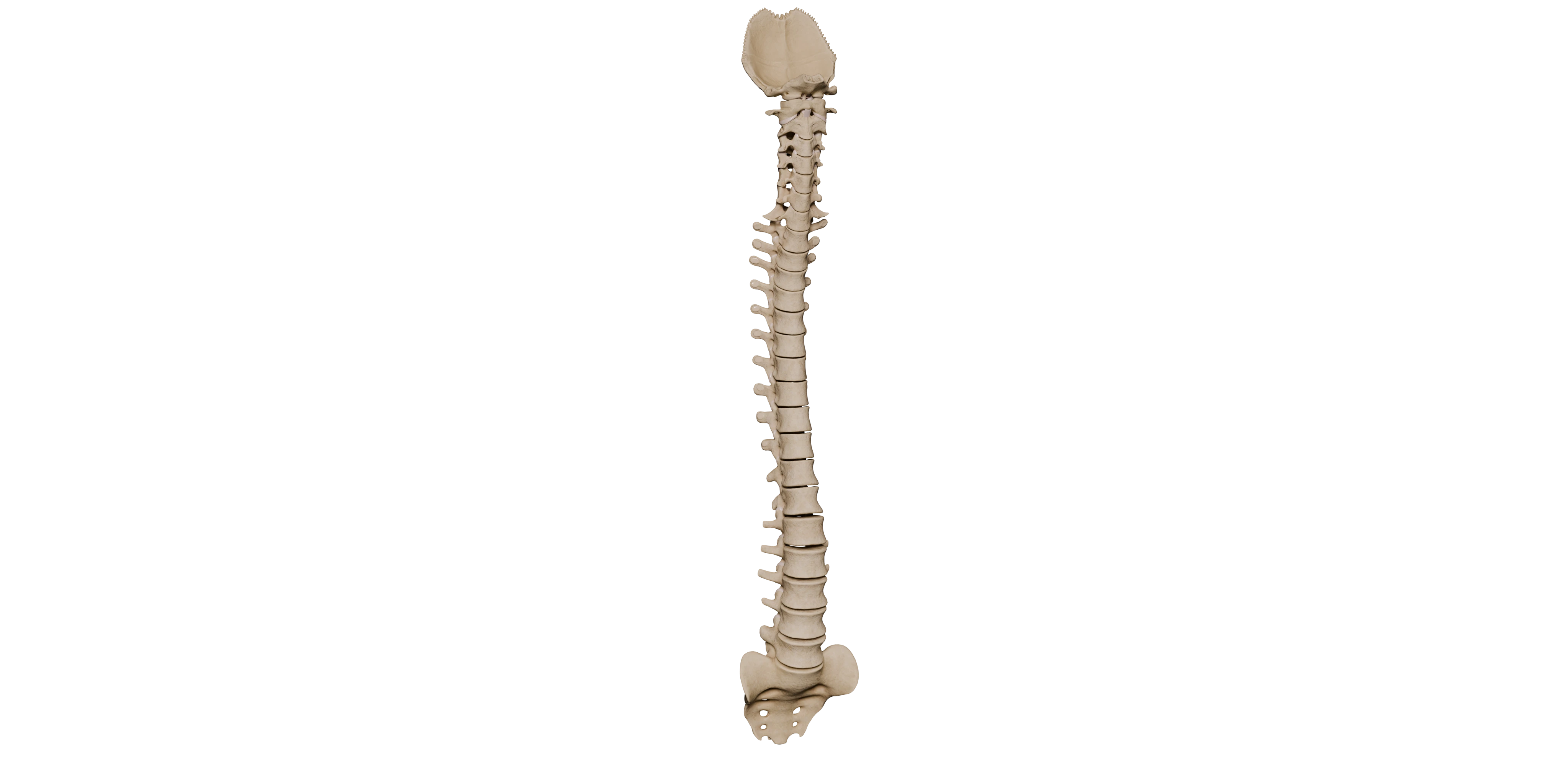 Synovial joints of vc jnt. image