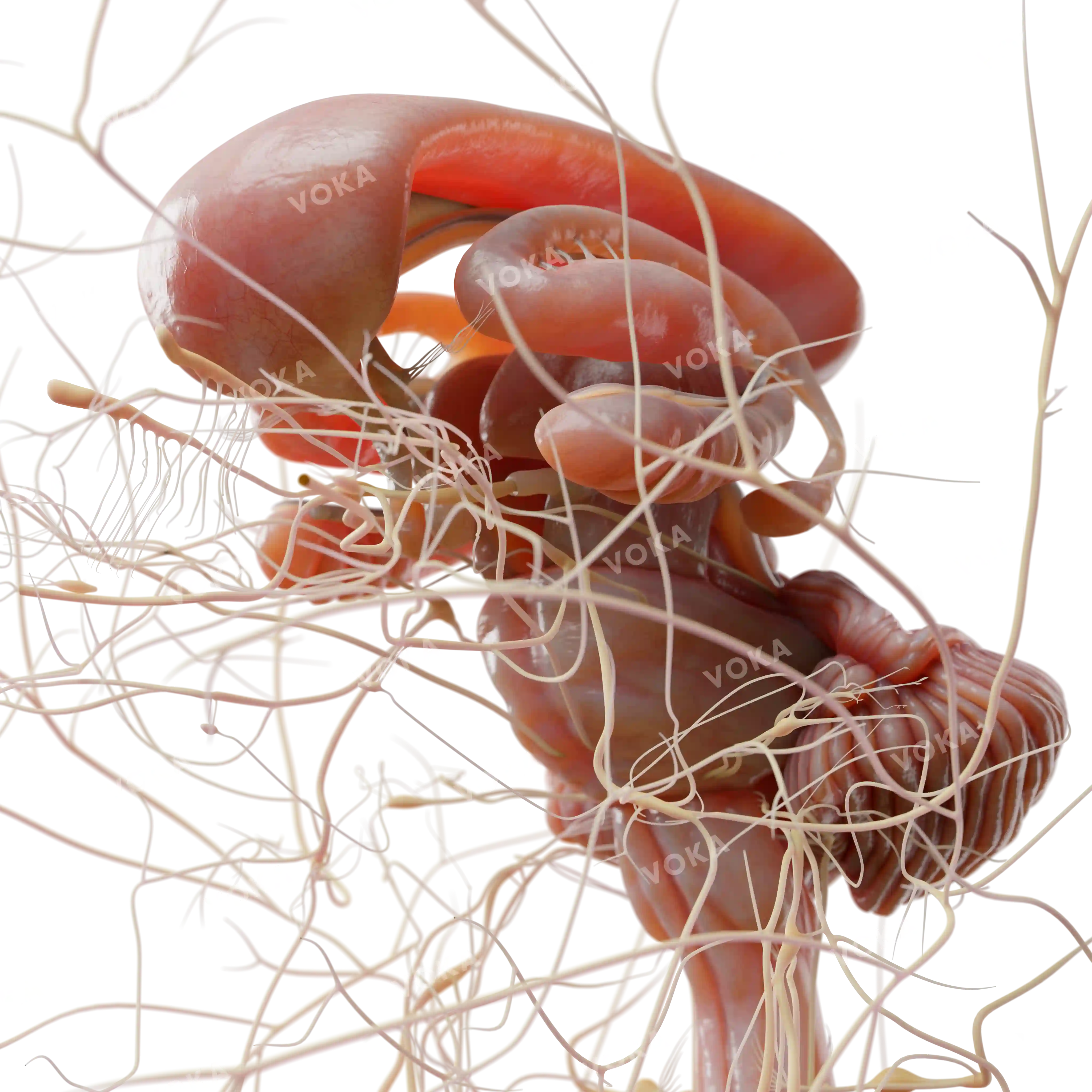 Brain and spinal cord anatomy image