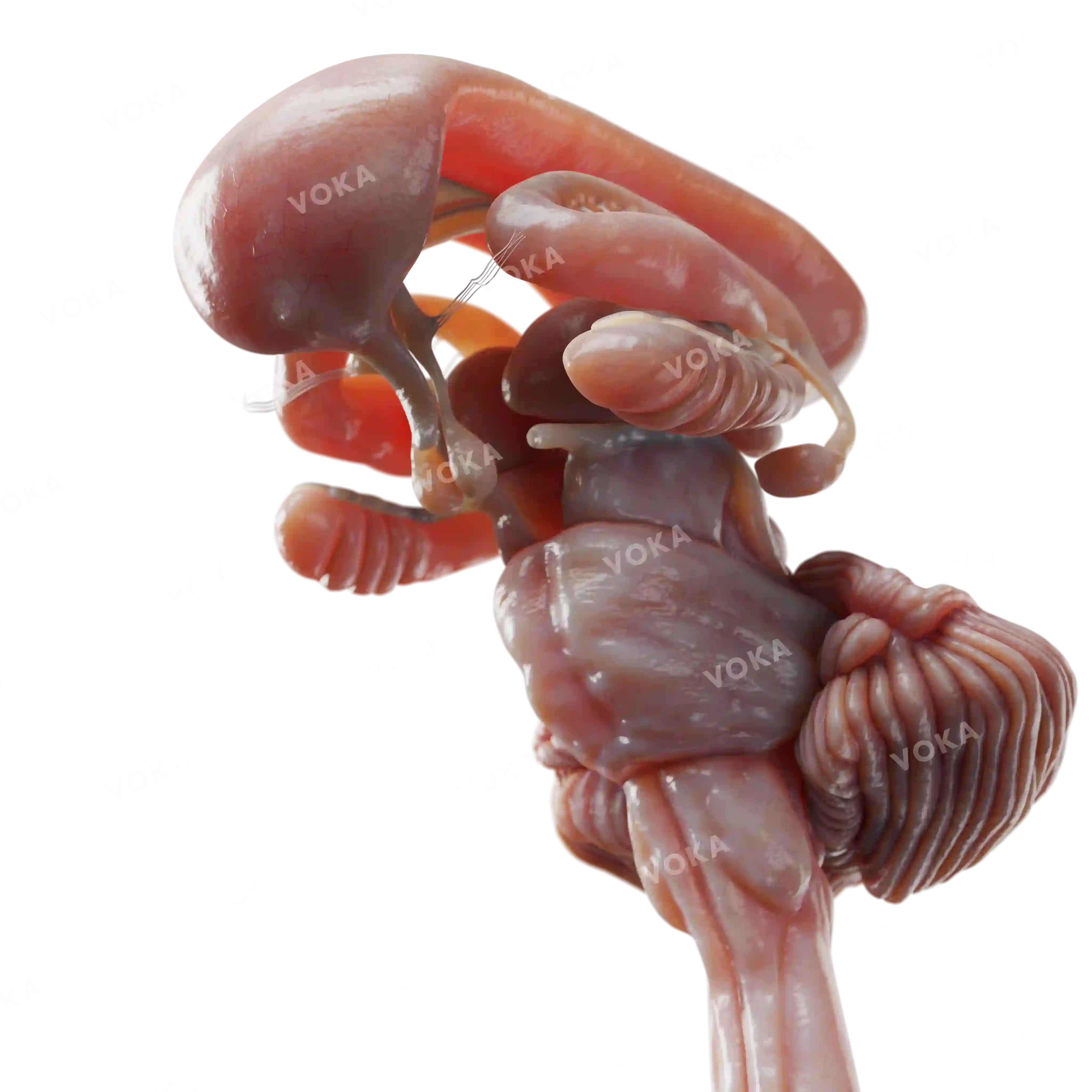 Brain and spinal cord anatomy image