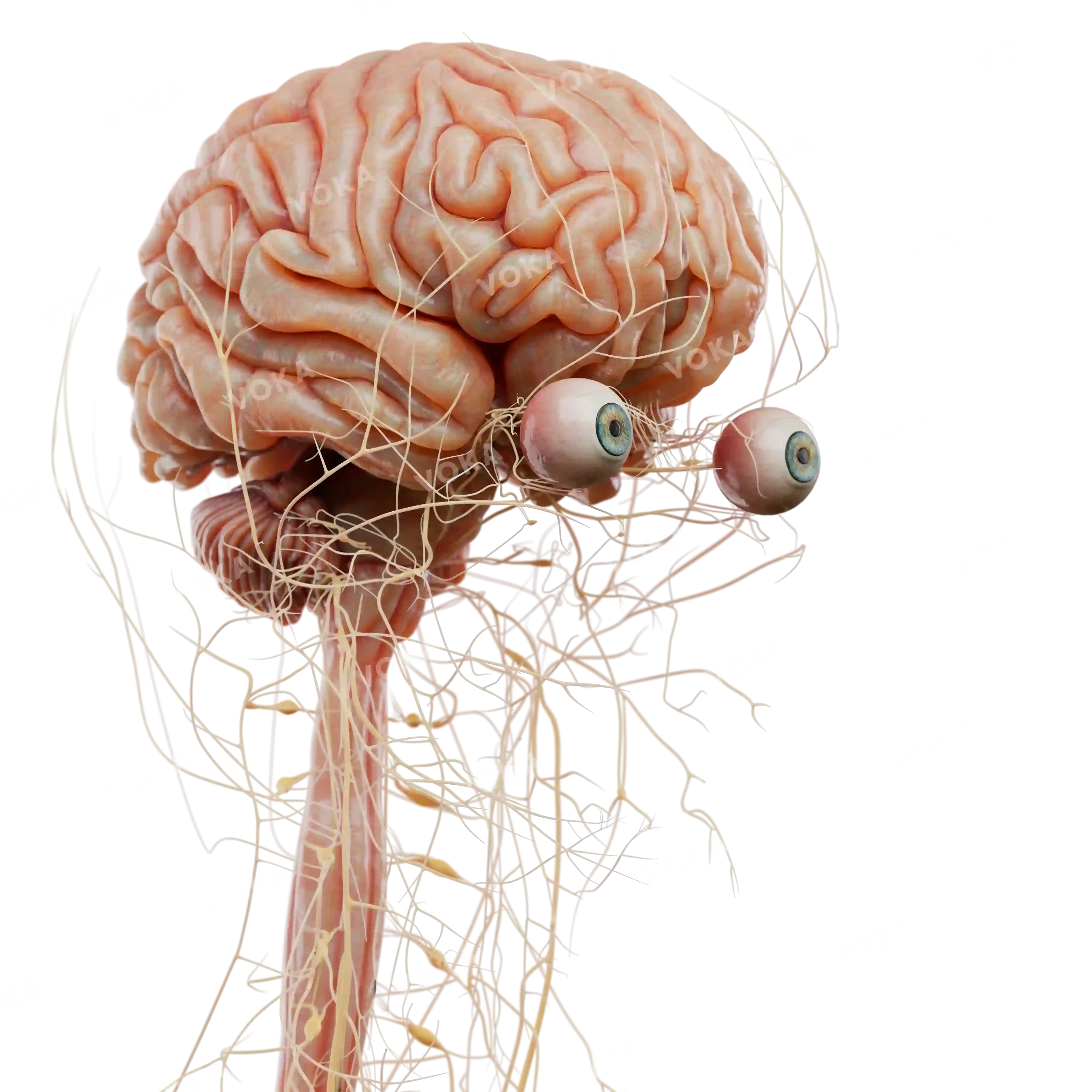 Brain and spinal cord anatomy image