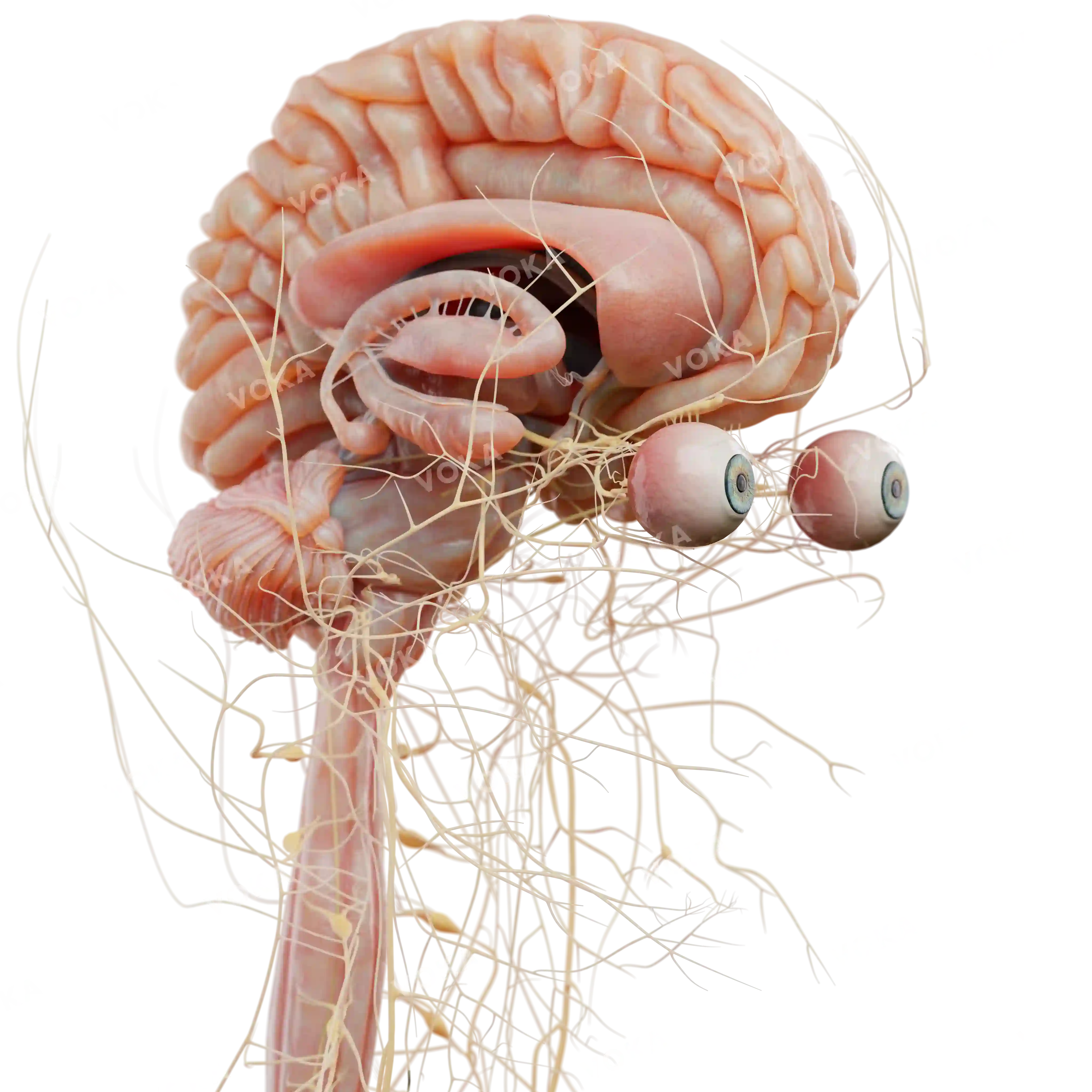 Brain and spinal cord anatomy image