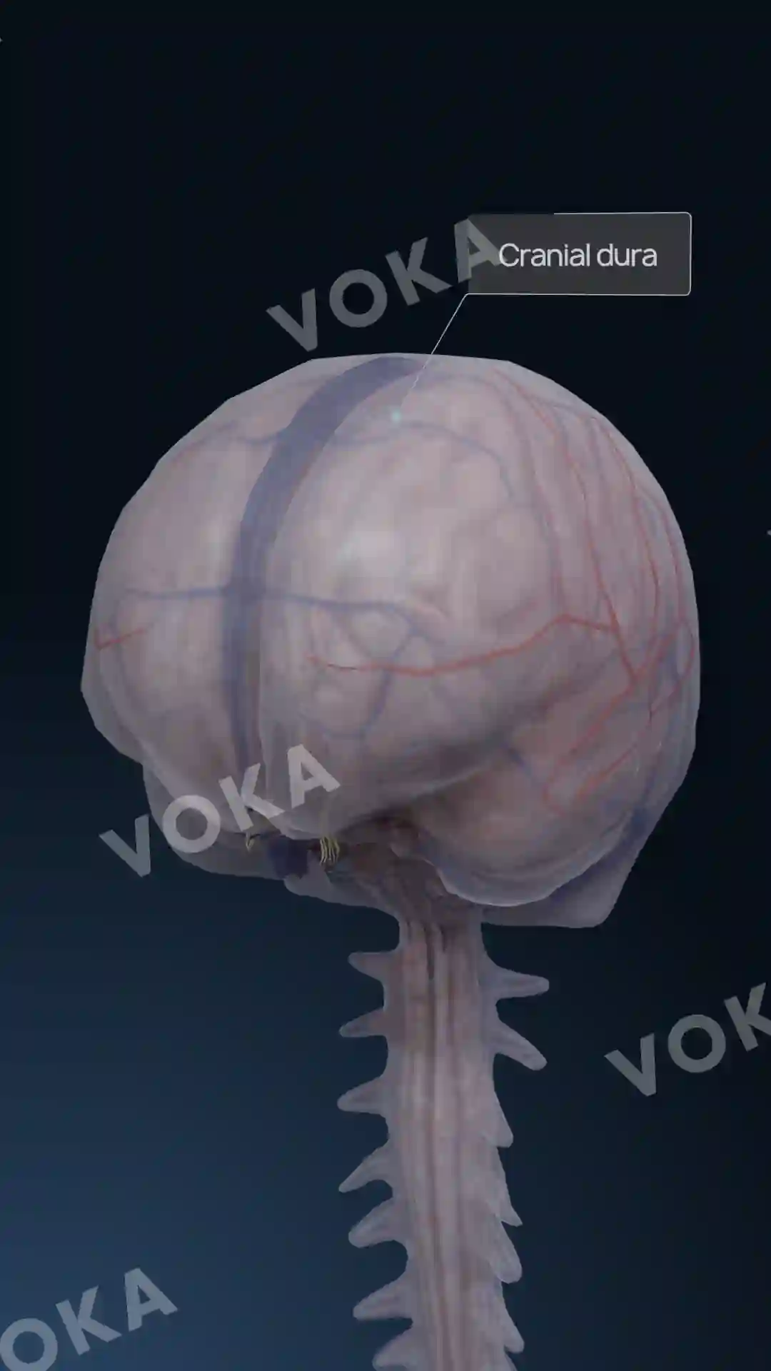 Brain structures image