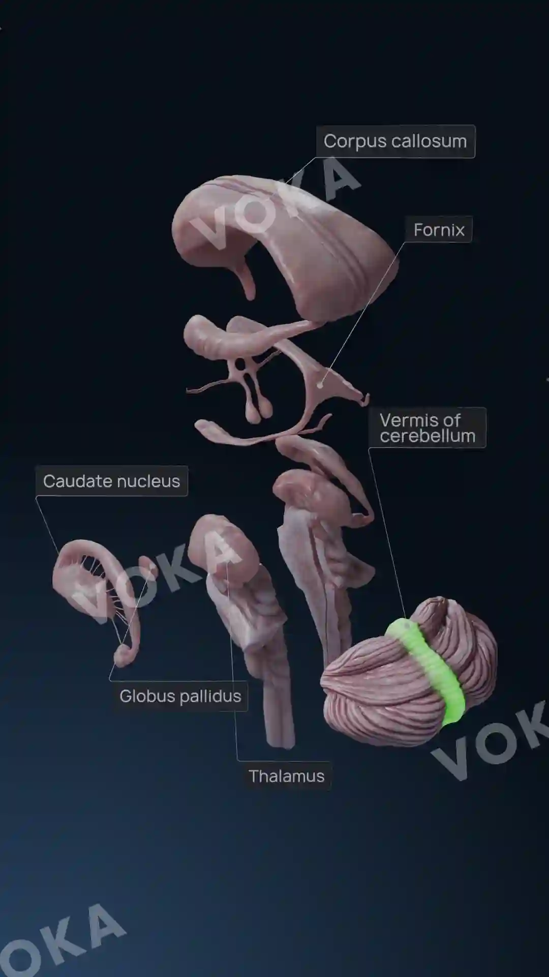 Brain structures image