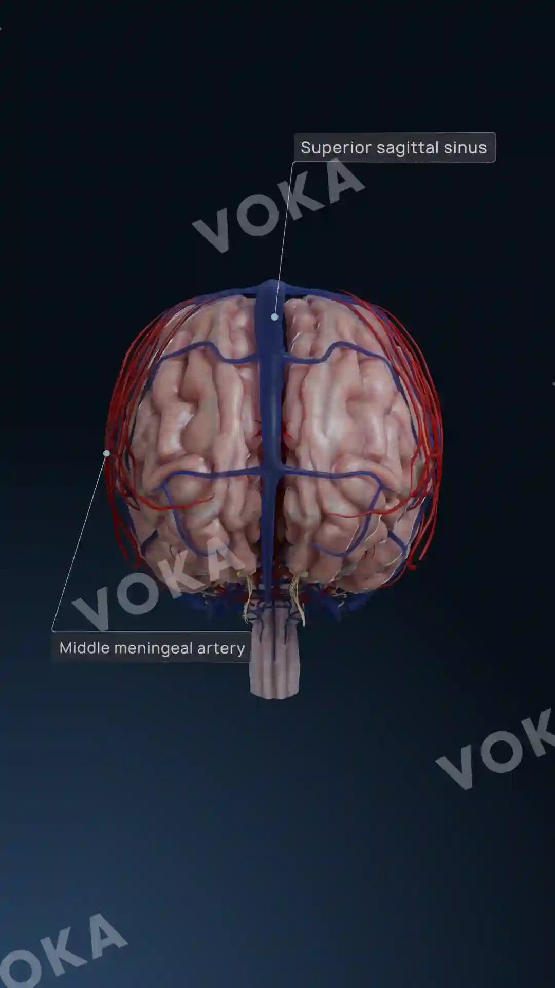Brain structures image
