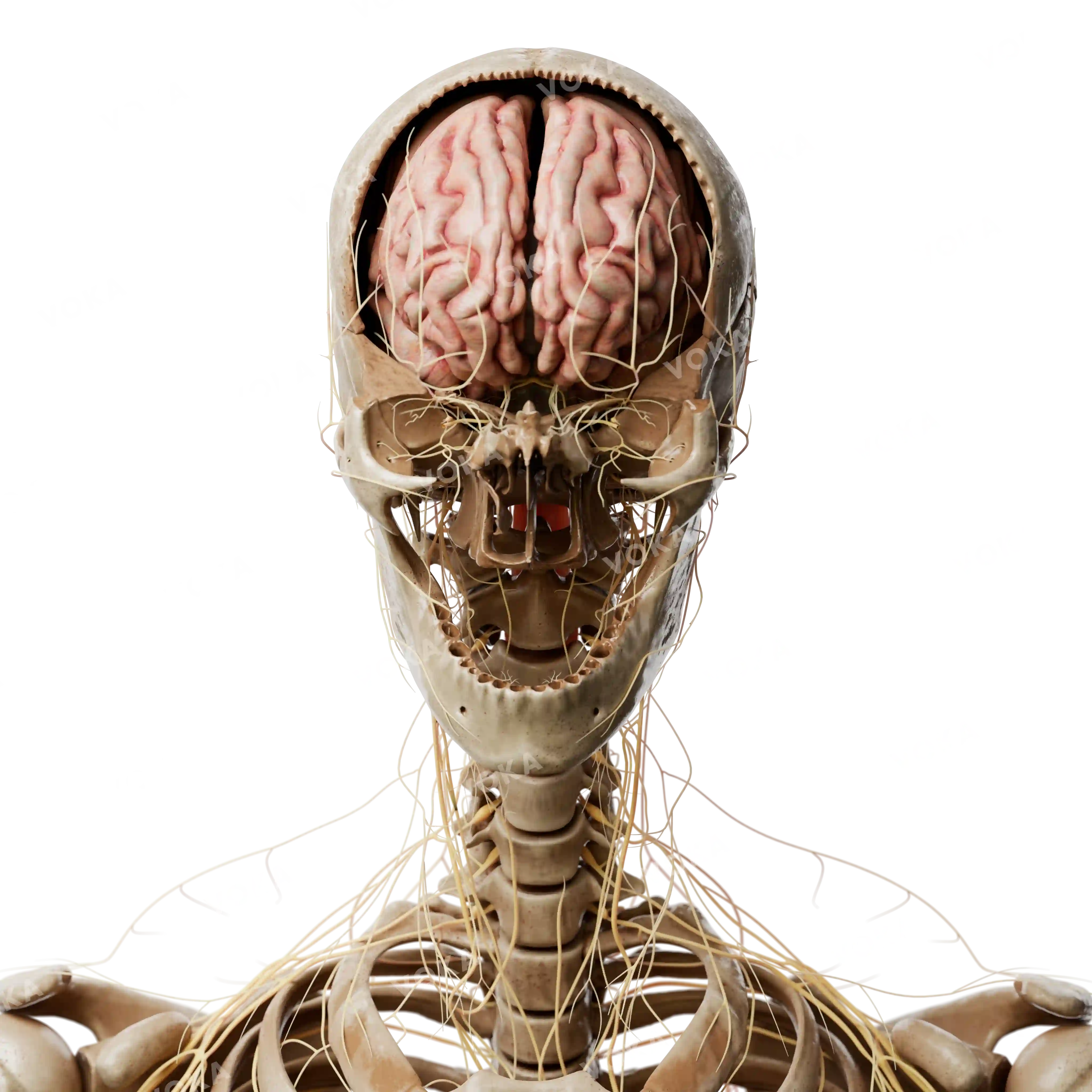 Skull and upper body with brain image