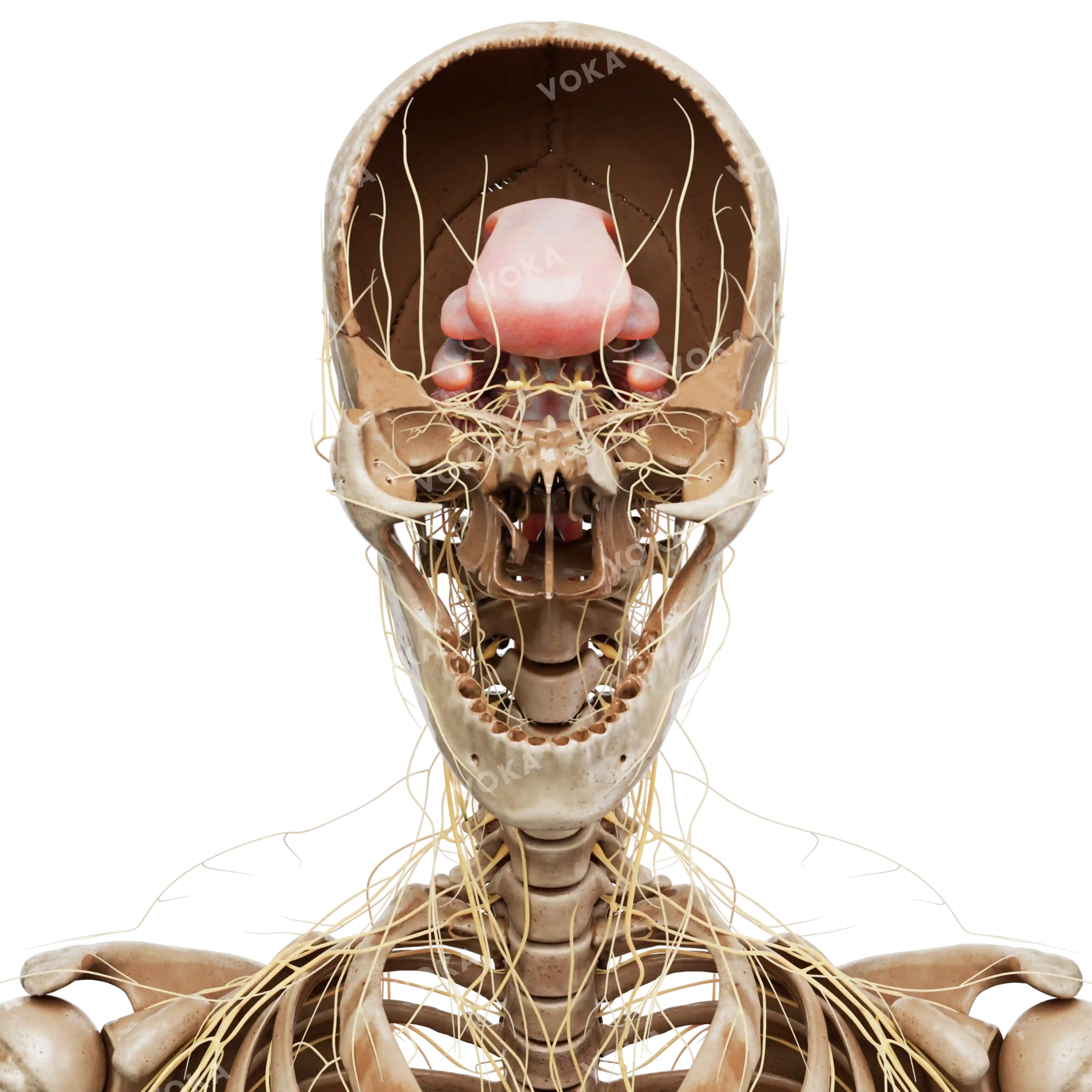 Skull and upper body with nerves image