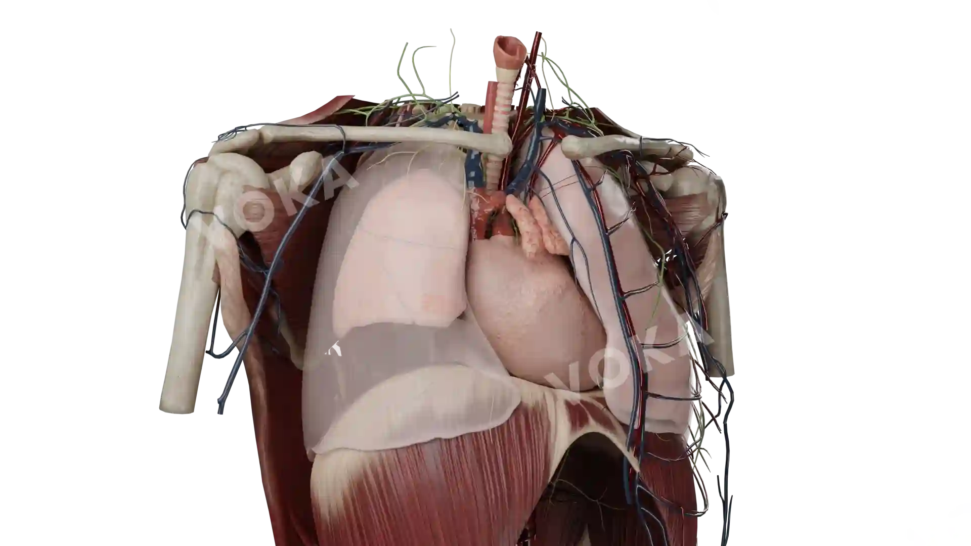 Pneumothorax image