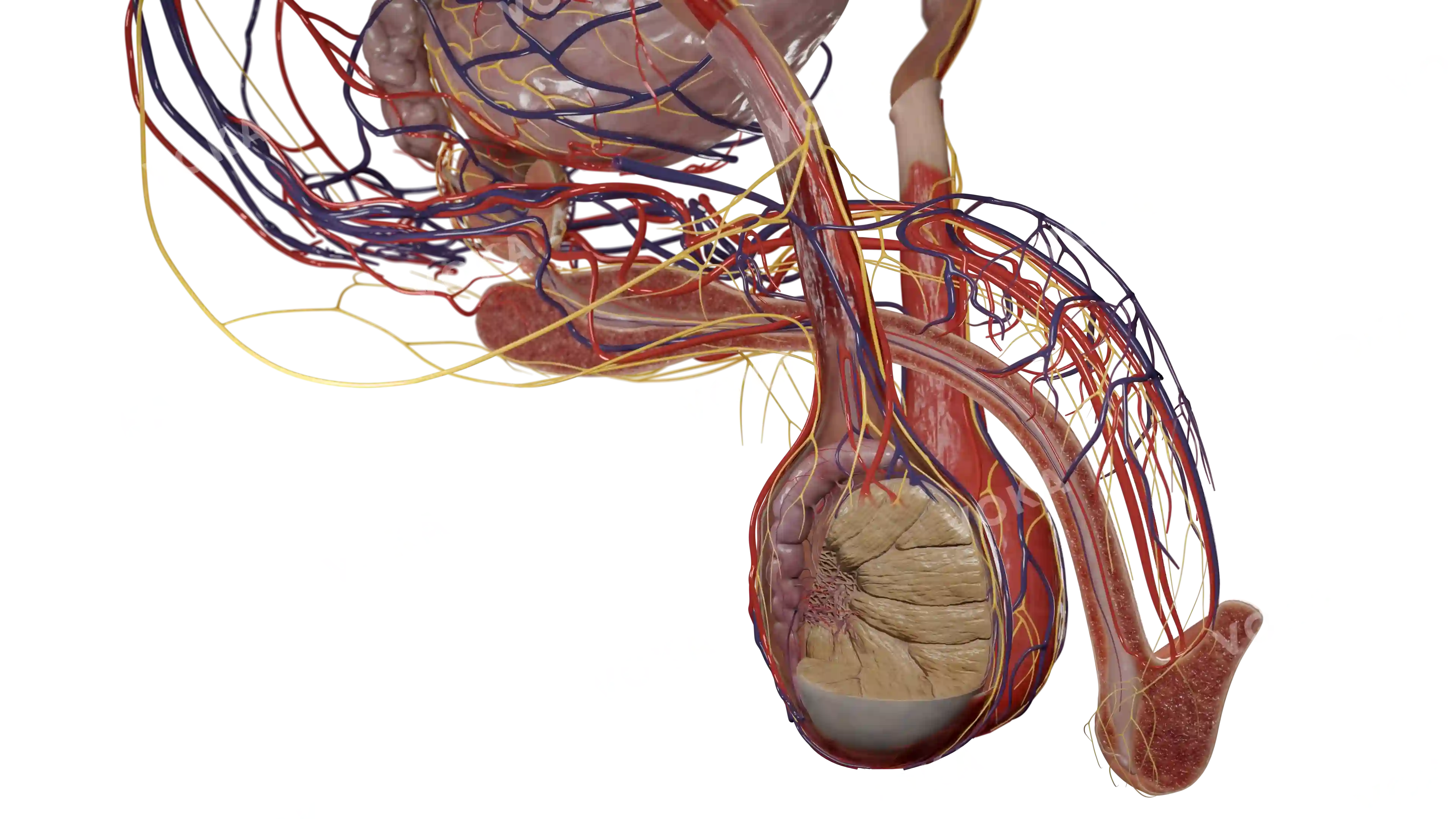 Male reproductive system image