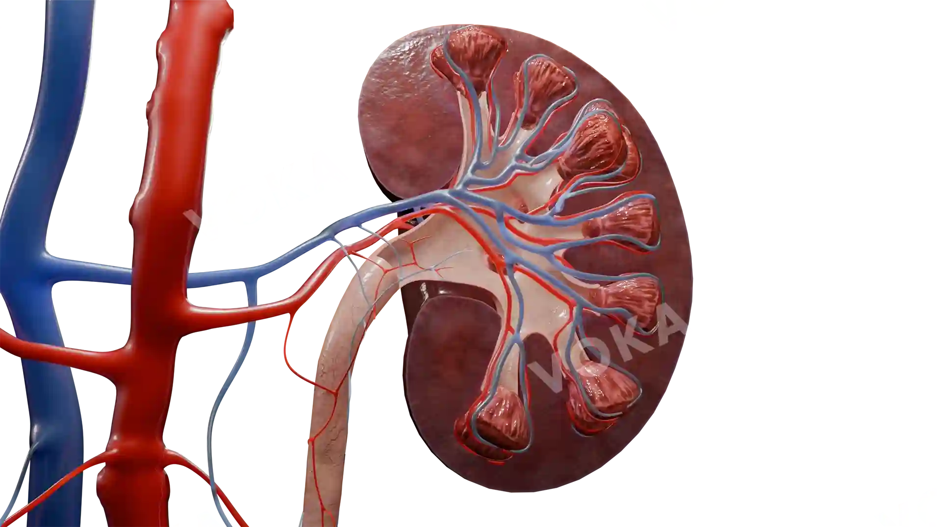 Left kidney in frontal section with artery and vein image