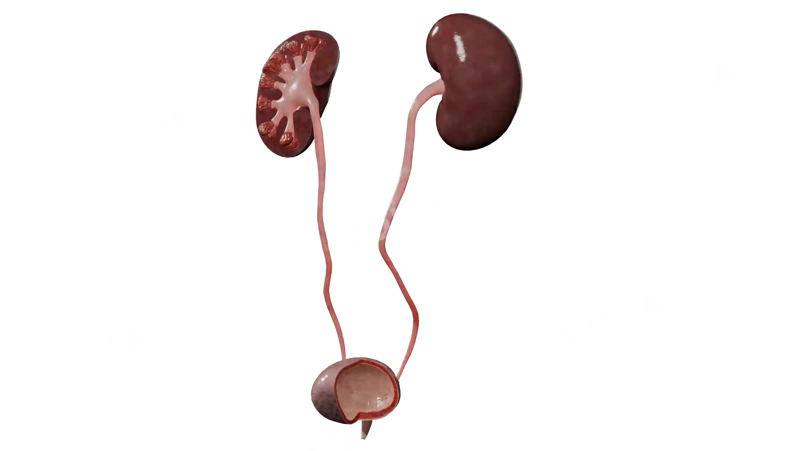 Urinary tract: right kidney in frontal section image